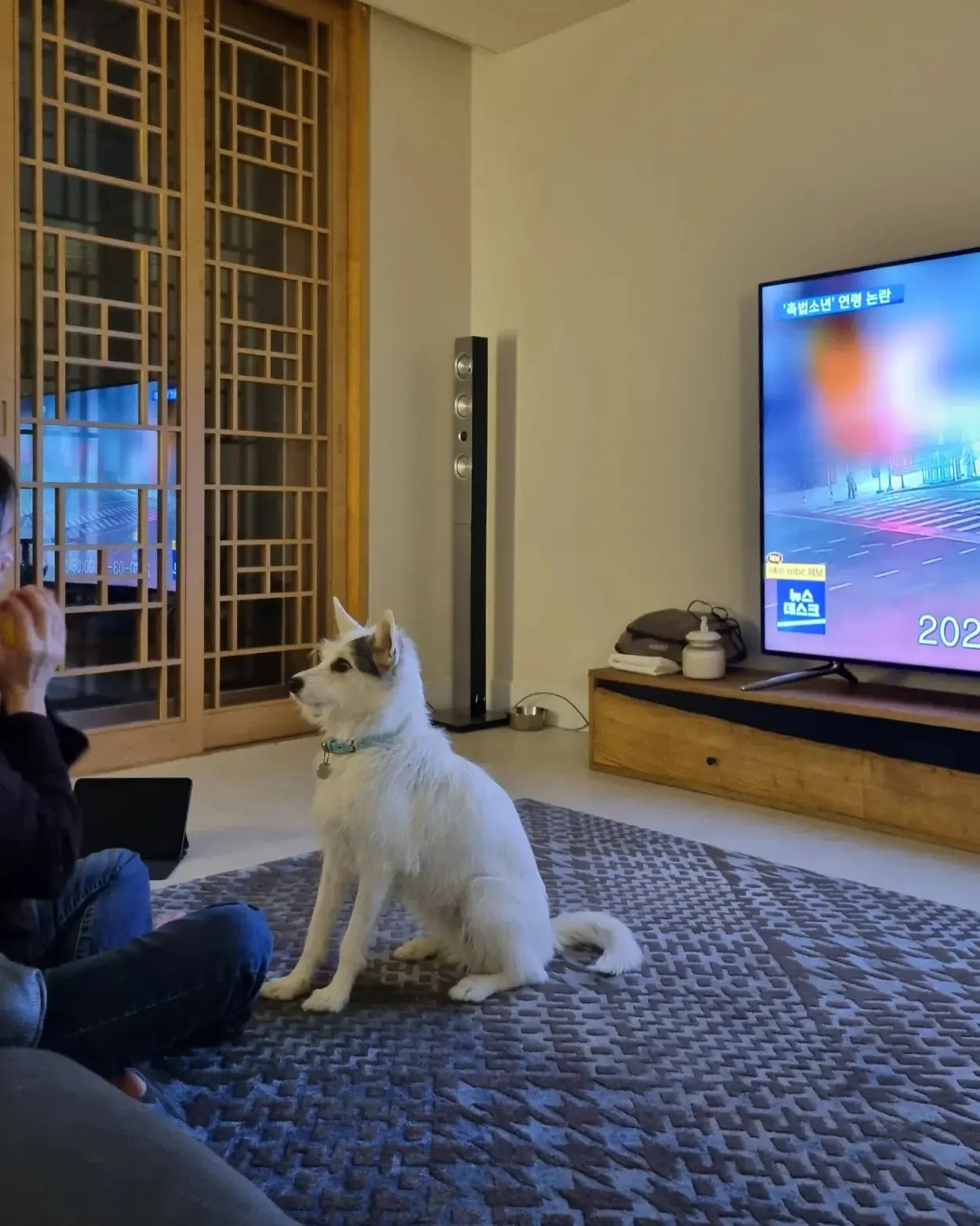 마블 (구 마네) 입양 1년 이야기