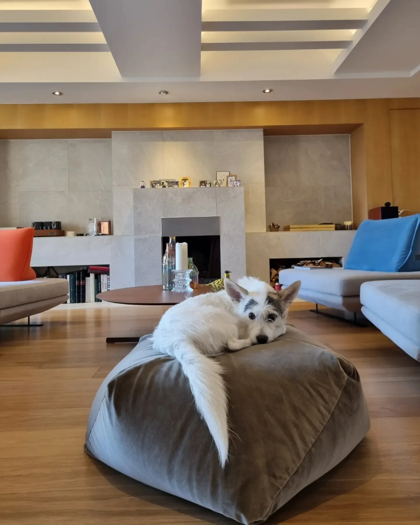 마블 (구 마네) 입양 1년 이야기