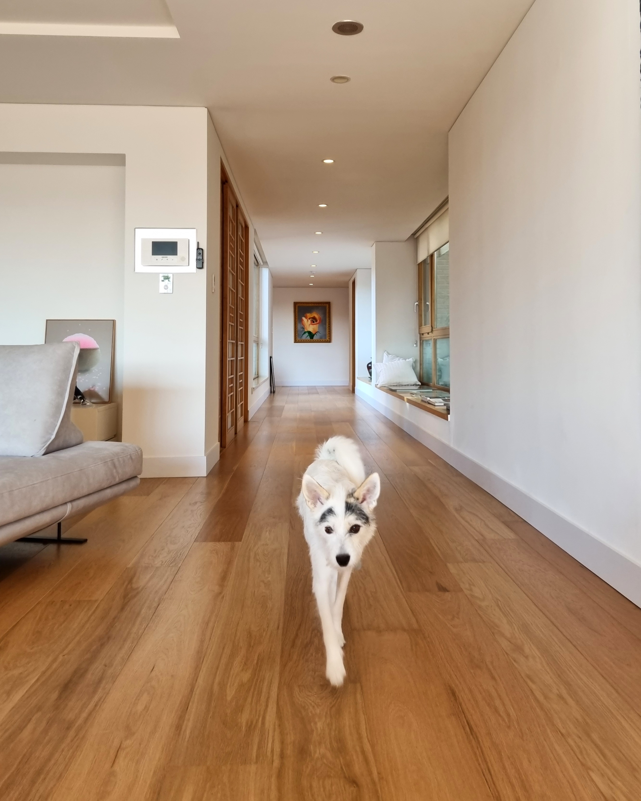 마블 (구 마네) 입양 1년 이야기