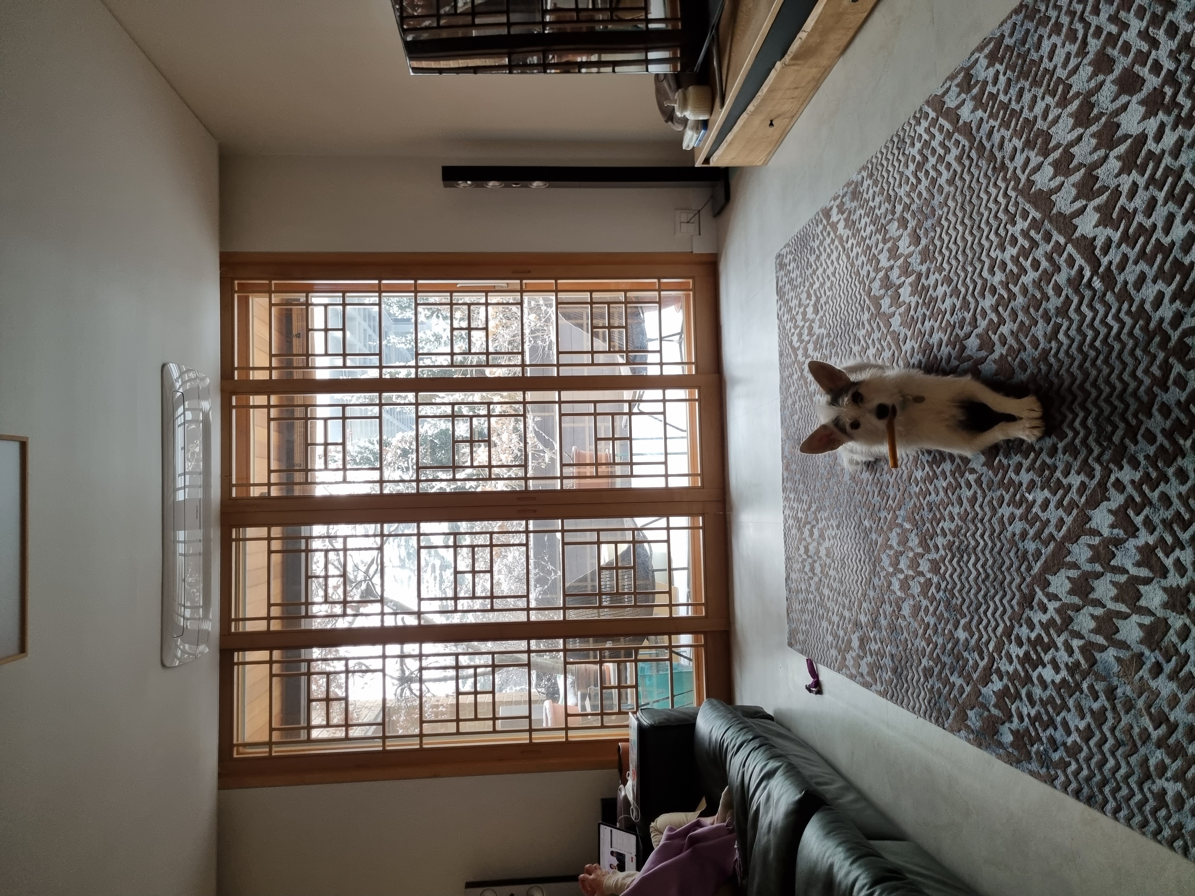 마블 (구 마네) 입양 1년 이야기