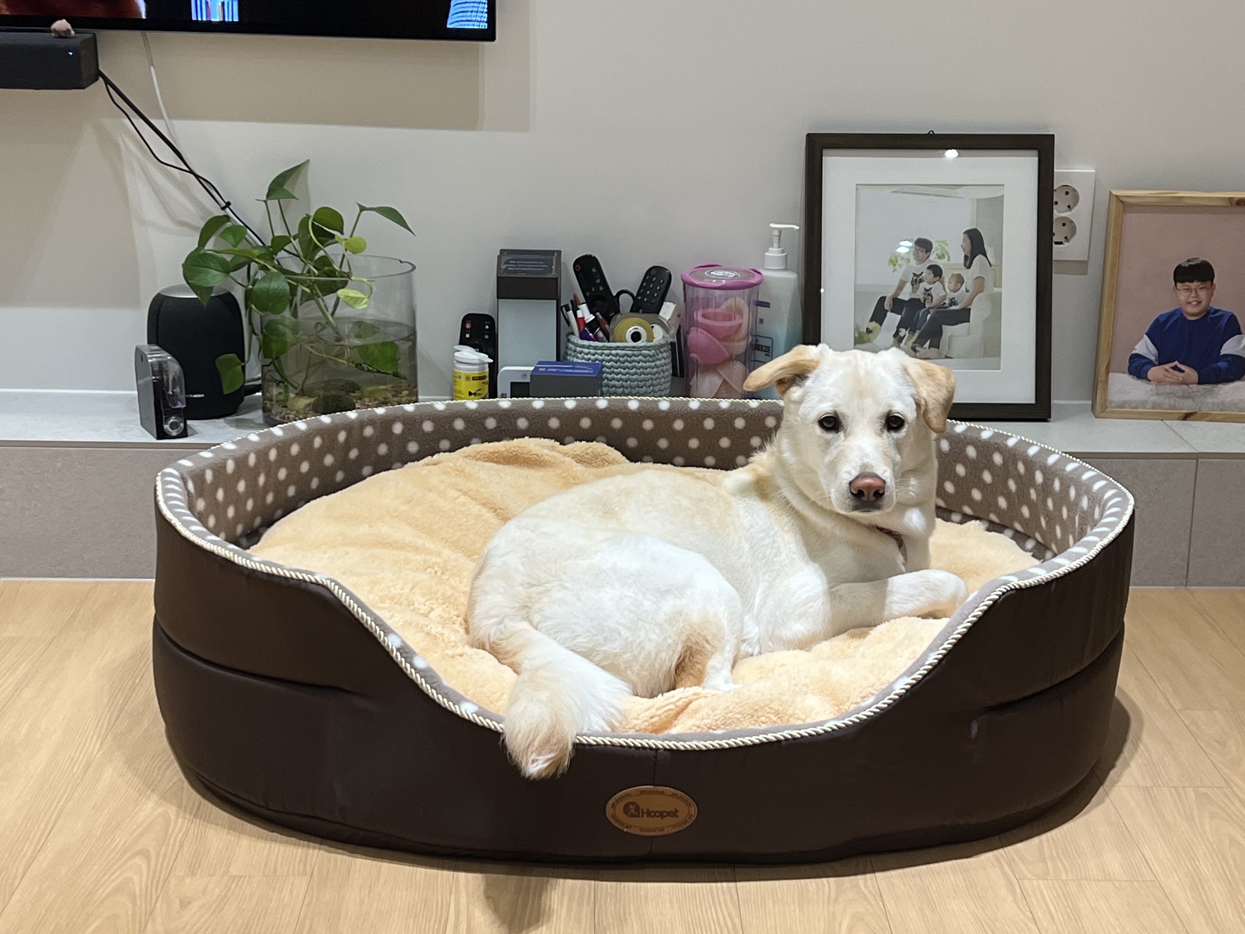 보리(시작이) 입양 6개월째