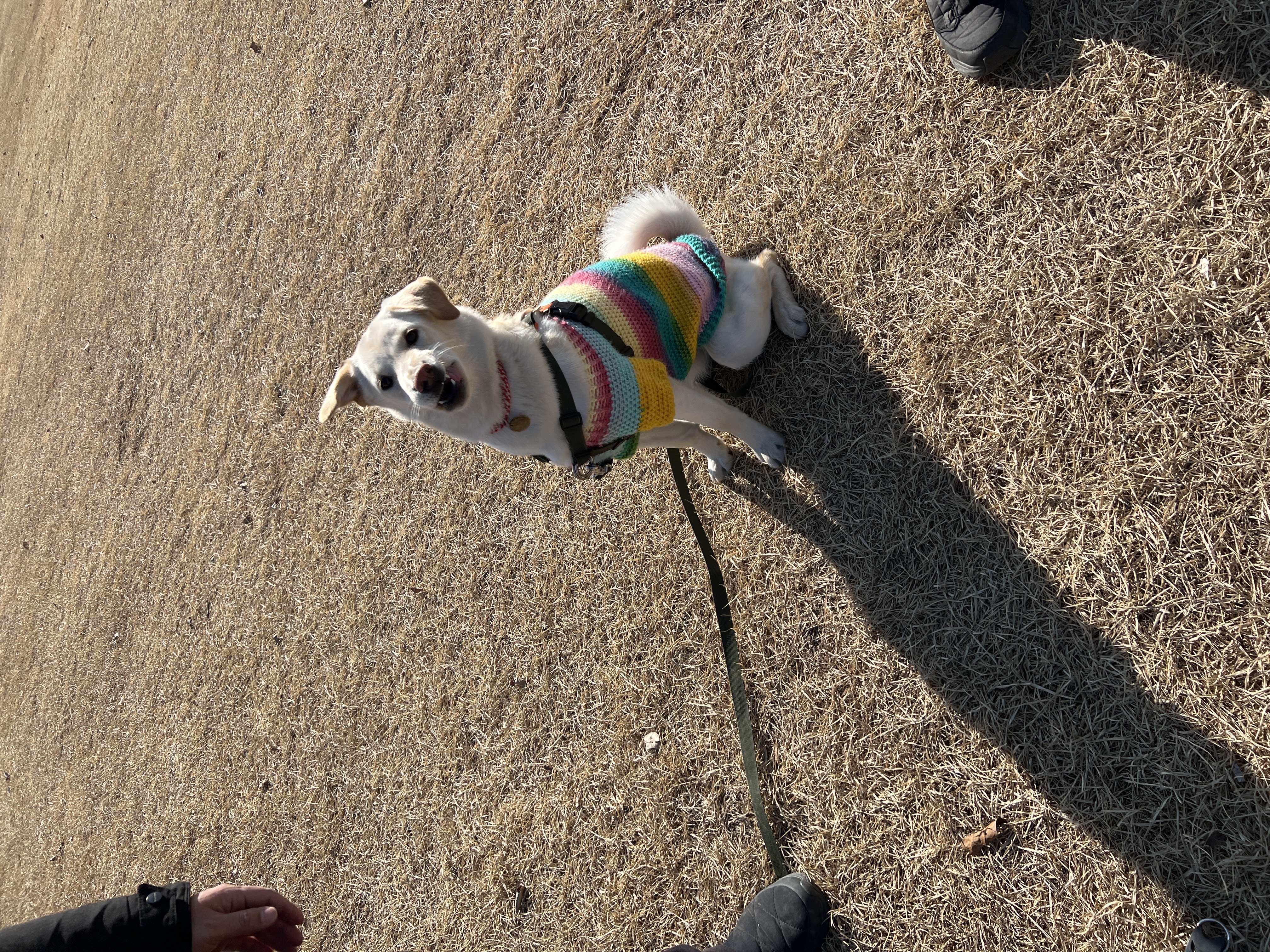 보리(시작이) 입양 6개월째