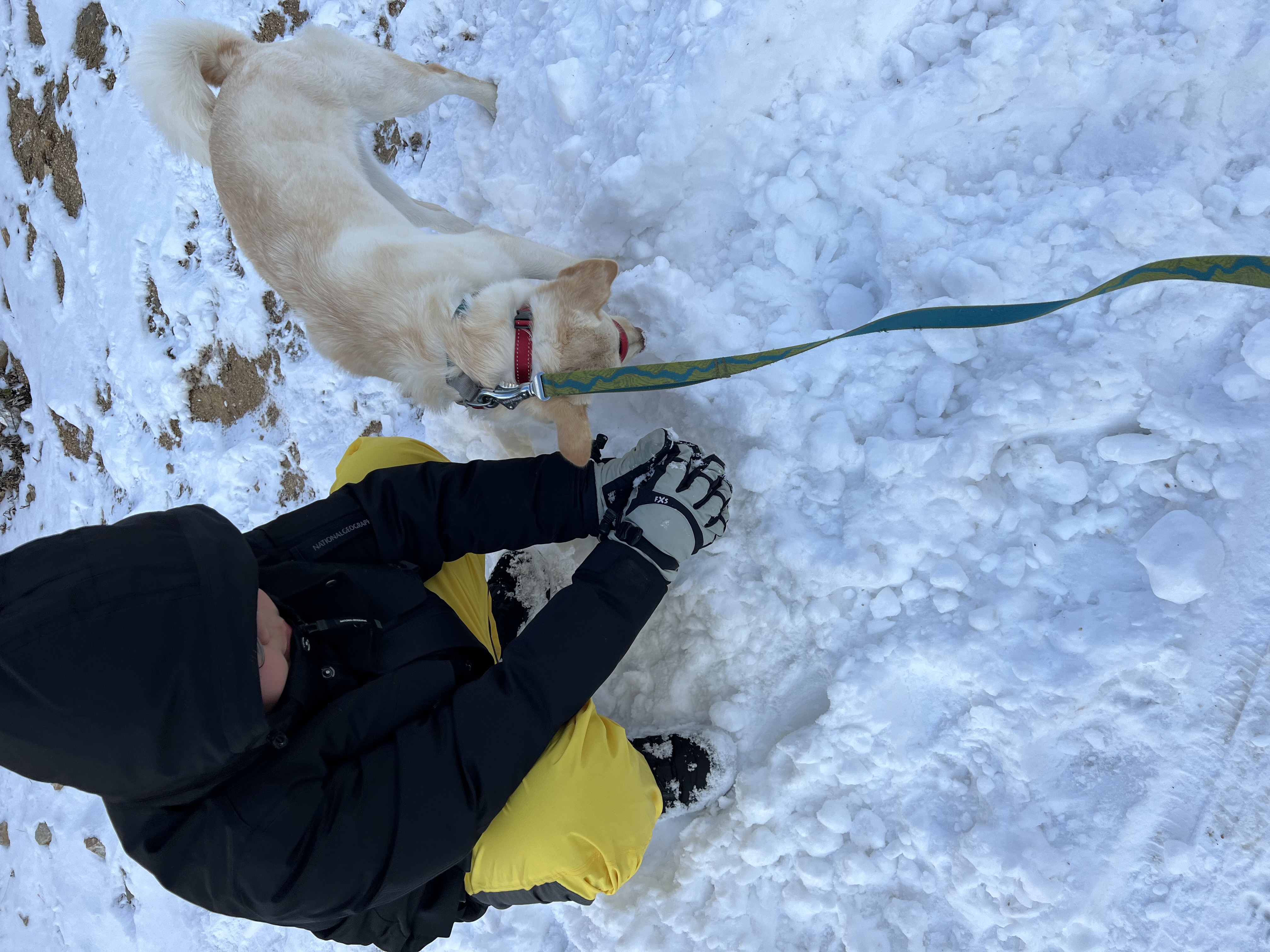 보리(시작이) 입양 6개월째
