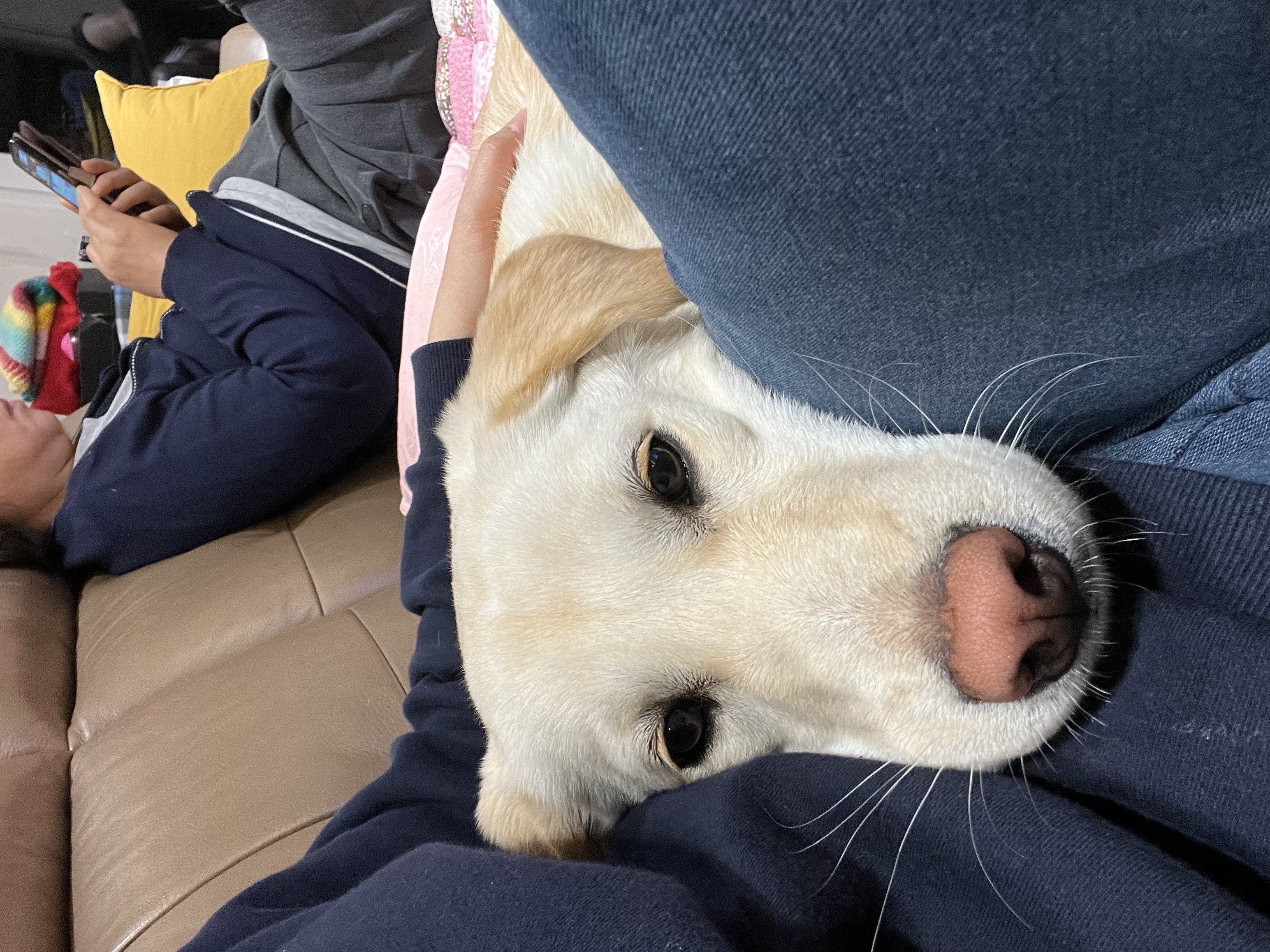 보리(시작이) 입양 6개월째