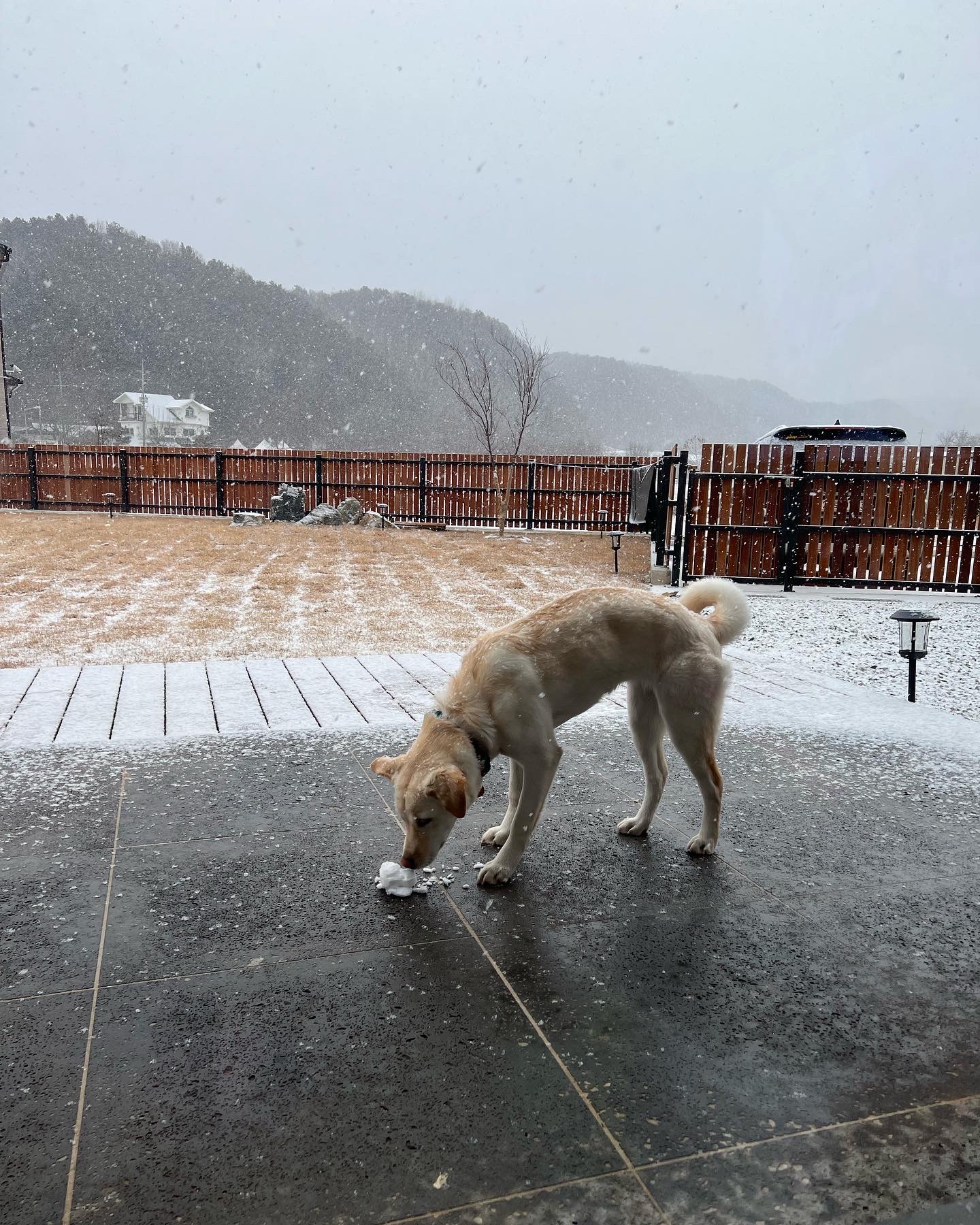 보리(시작이) 입양 6개월째