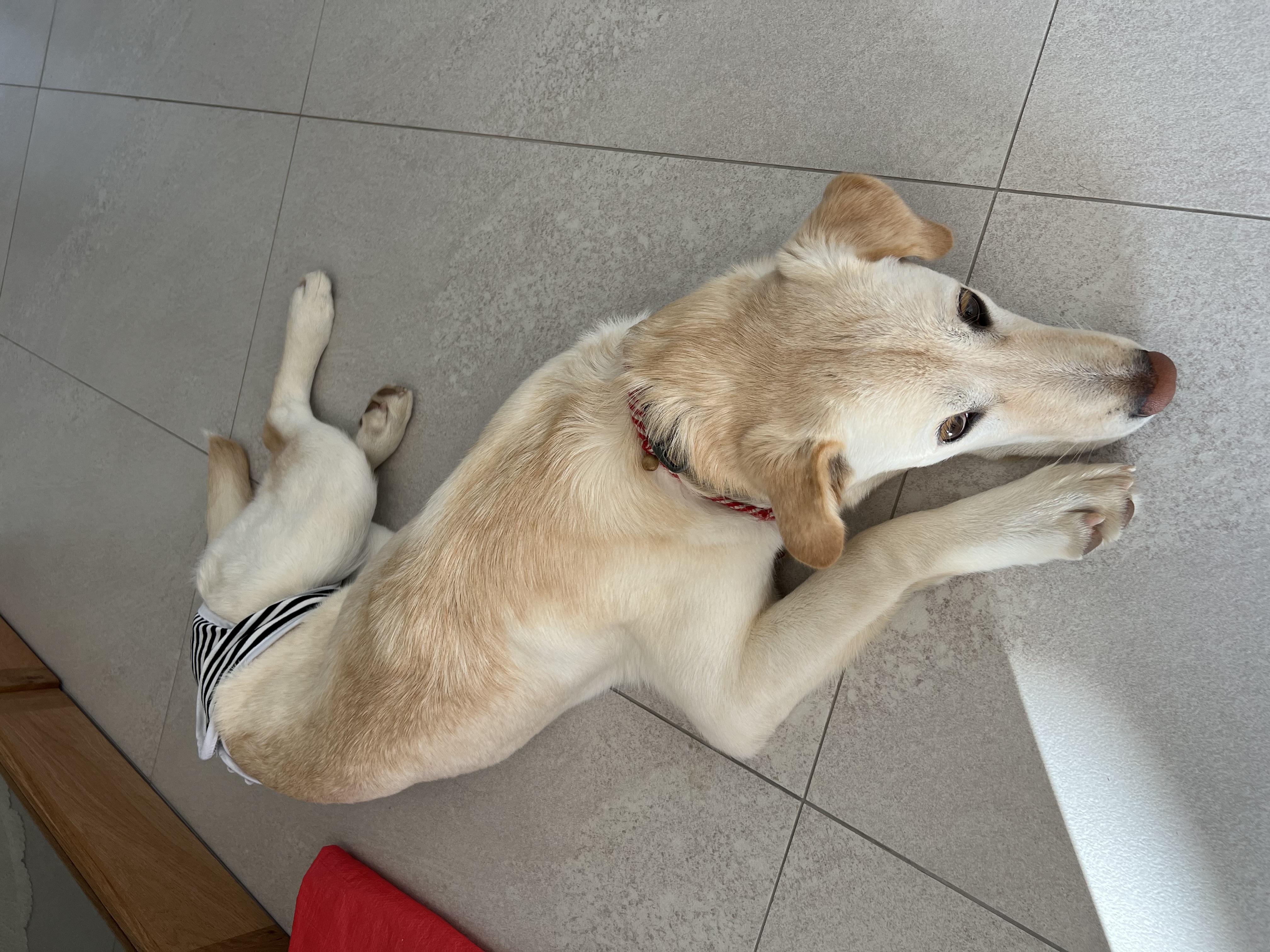 보리(시작이) 입양 6개월째