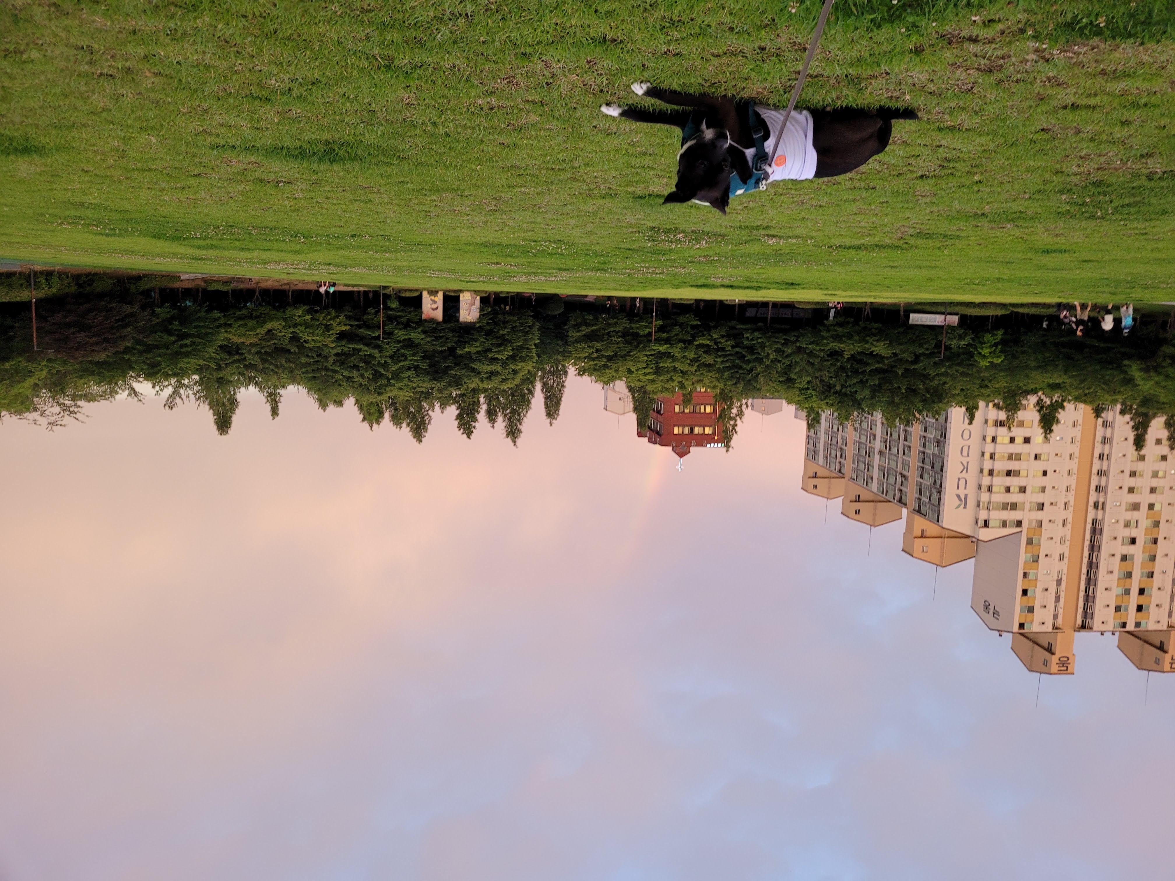 딩동이는 벌써 8살이에요.