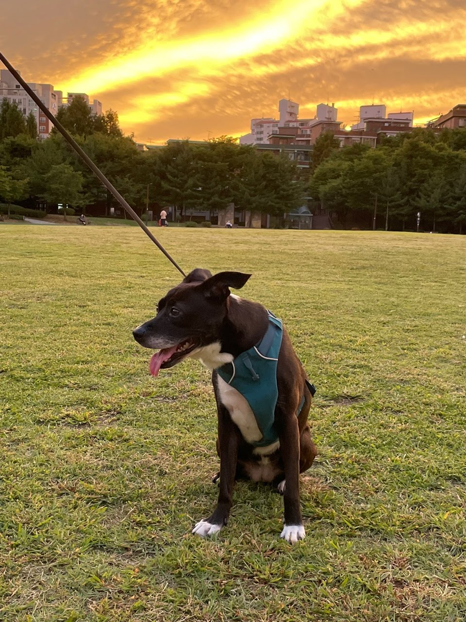 딩동이는 벌써 8살이에요.