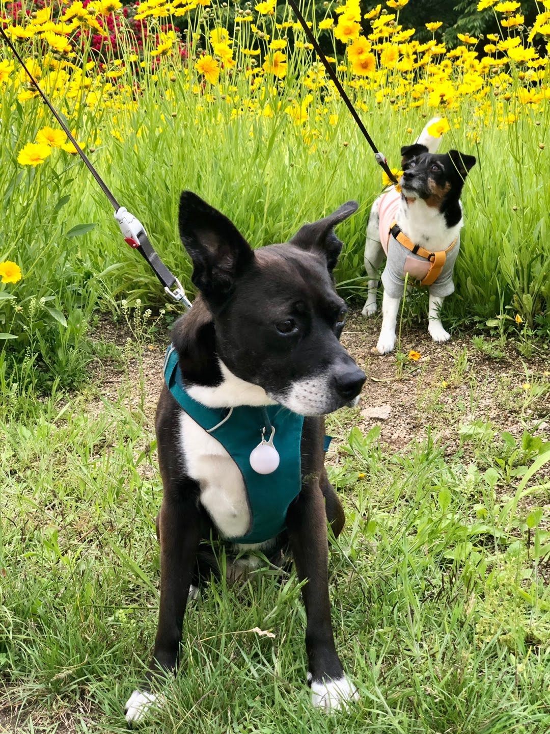 딩동이는 벌써 8살이에요.