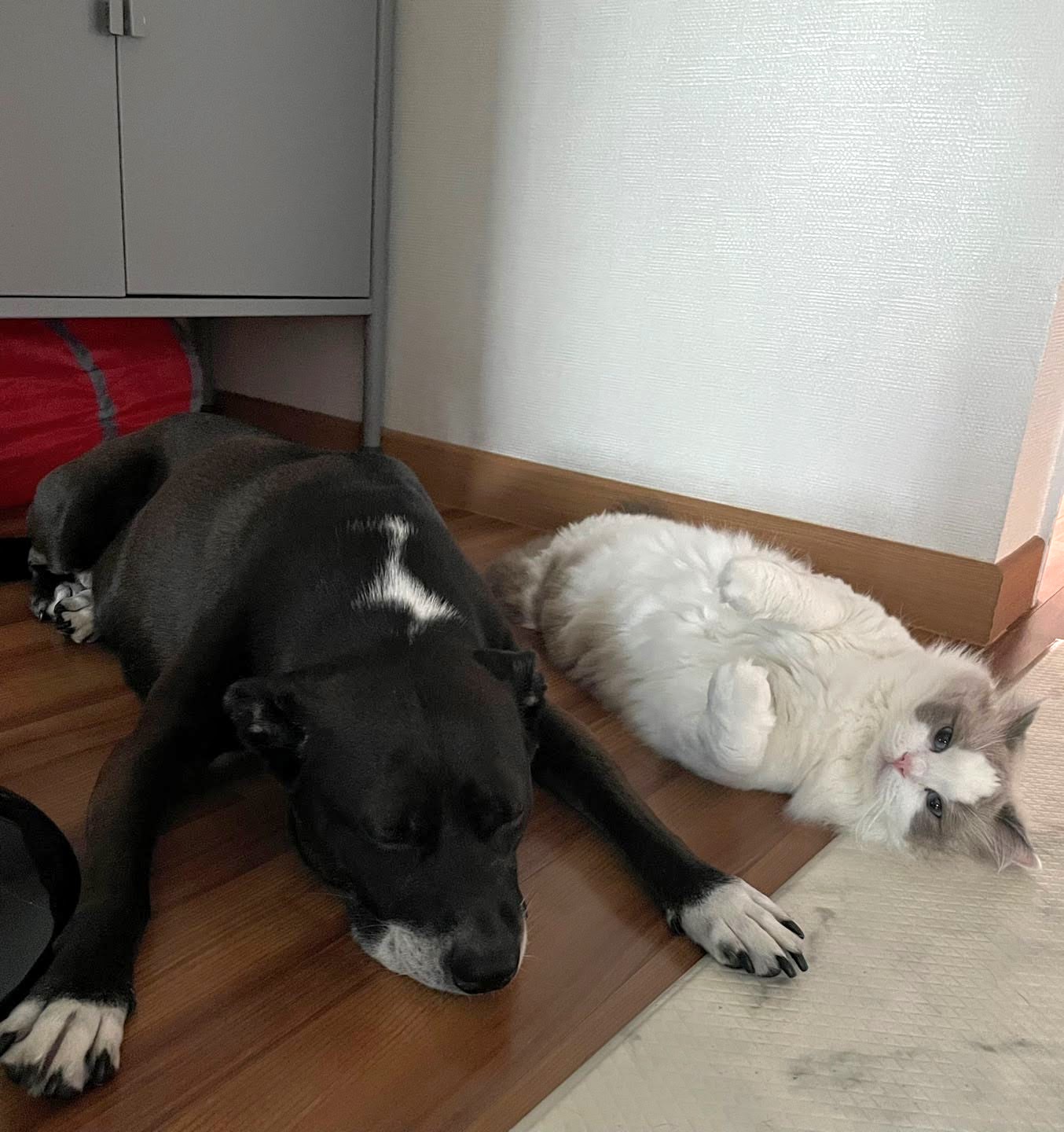 딩동이는 벌써 8살이에요.