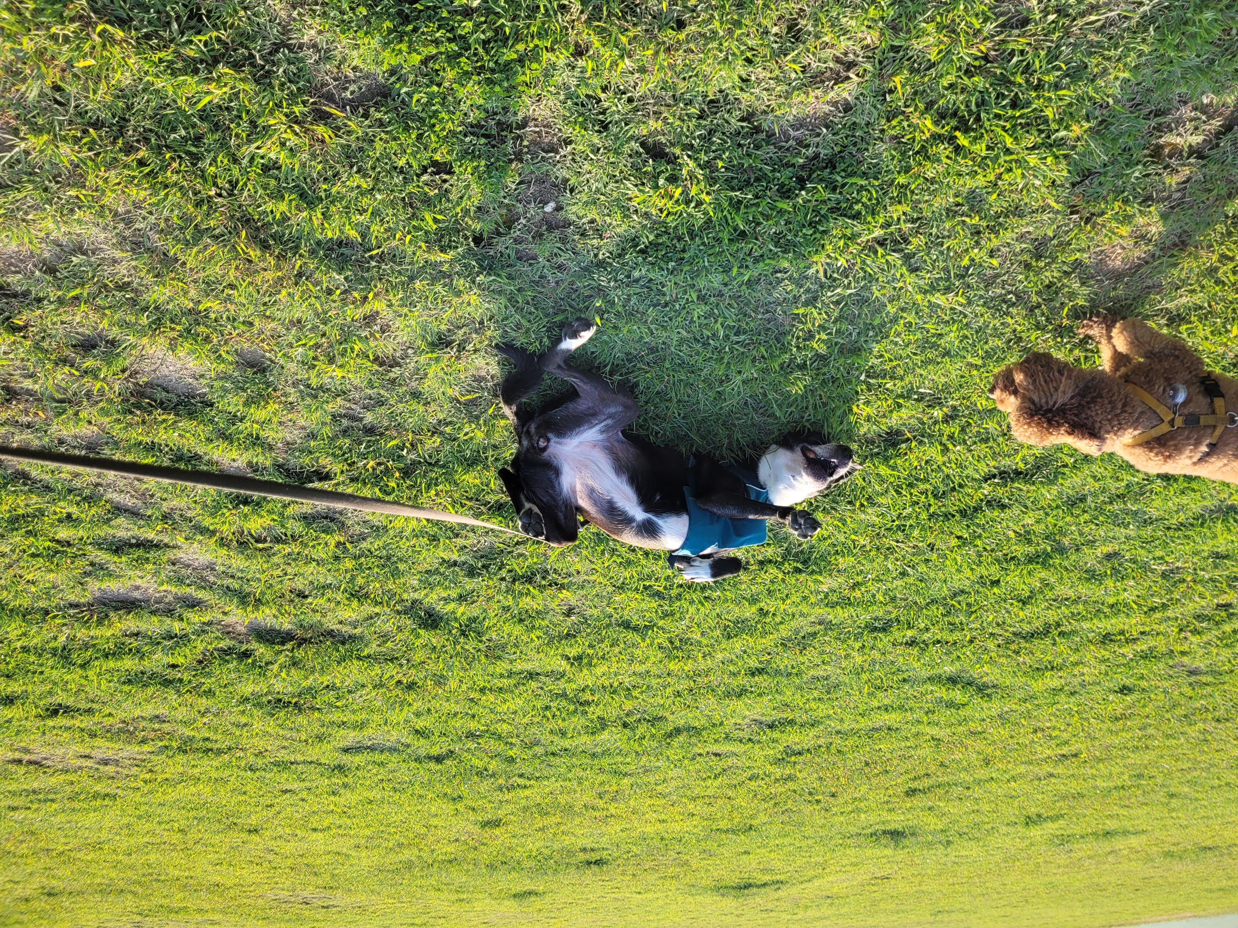 딩동이는 벌써 8살이에요.