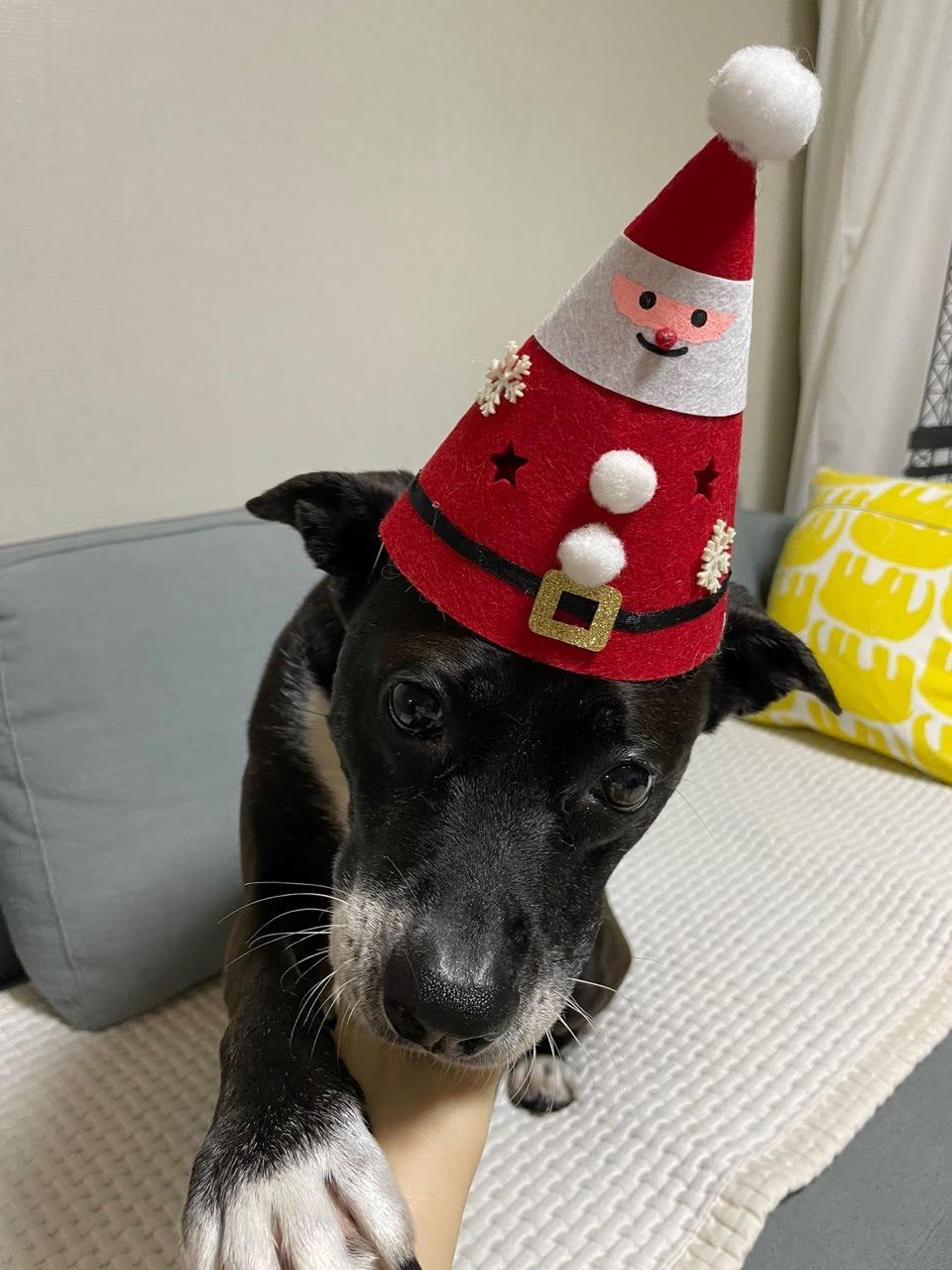 딩동이는 벌써 8살이에요.