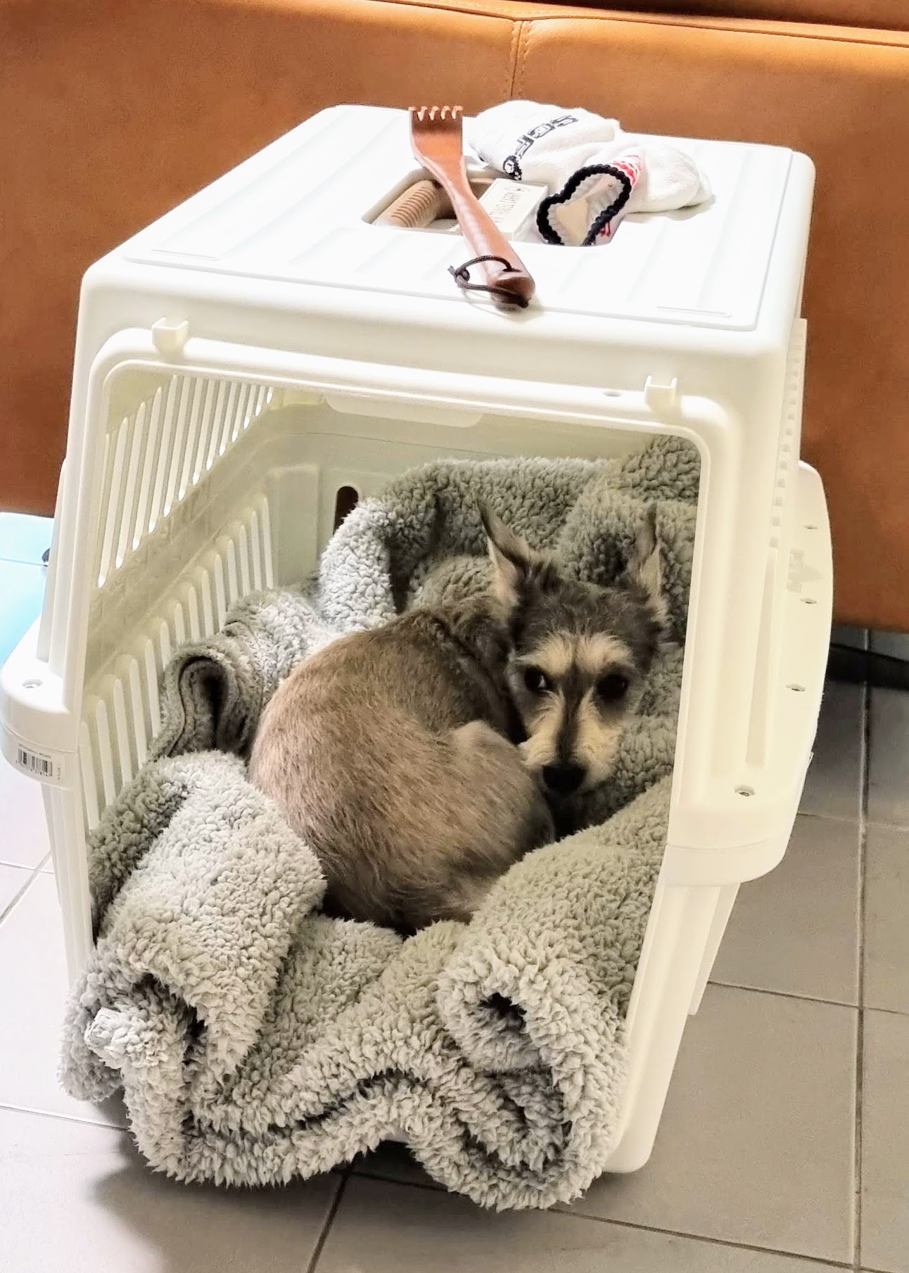 토리(긍정이) 입양 일개월