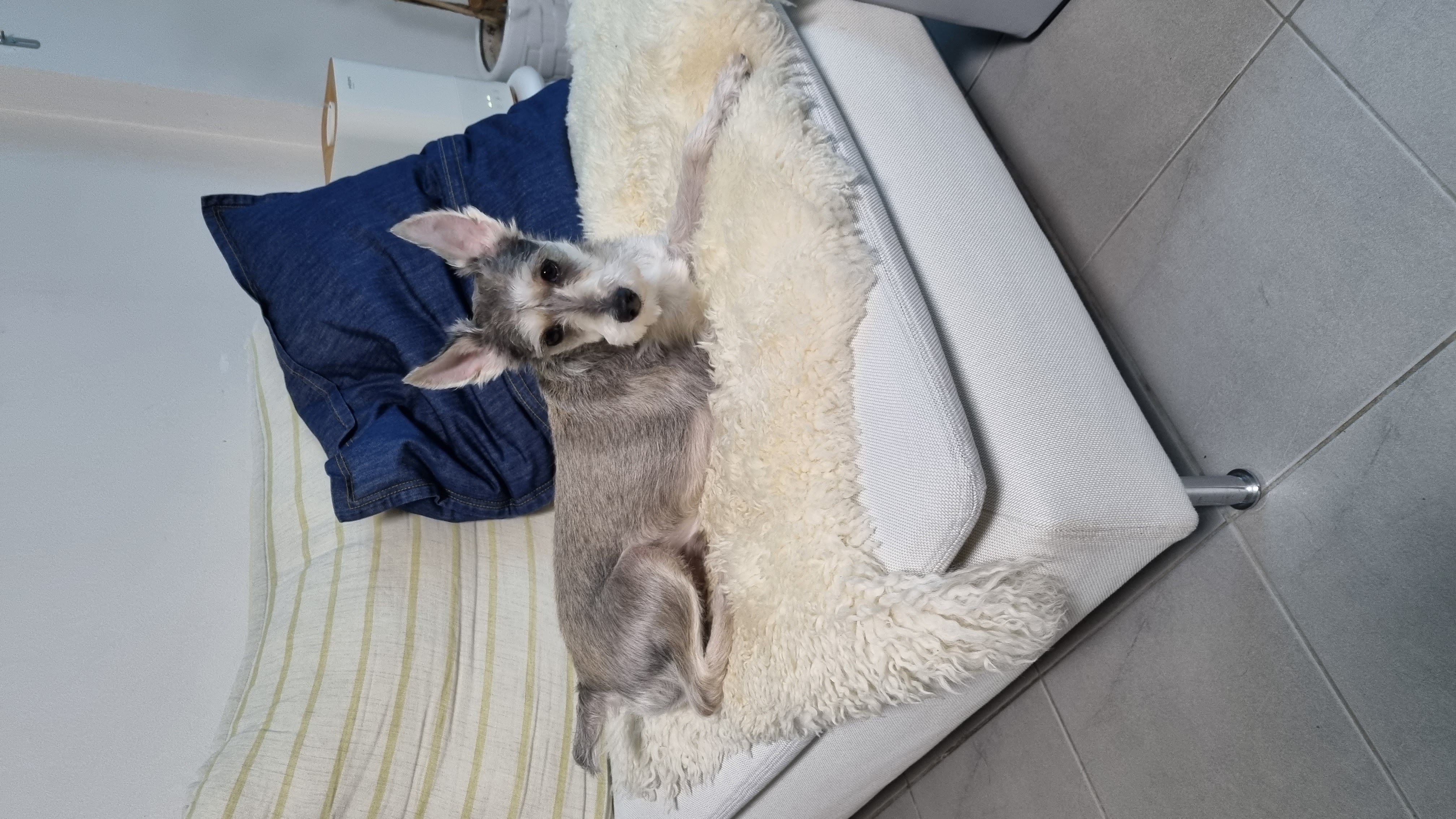 토리(긍정이) 입양 일개월