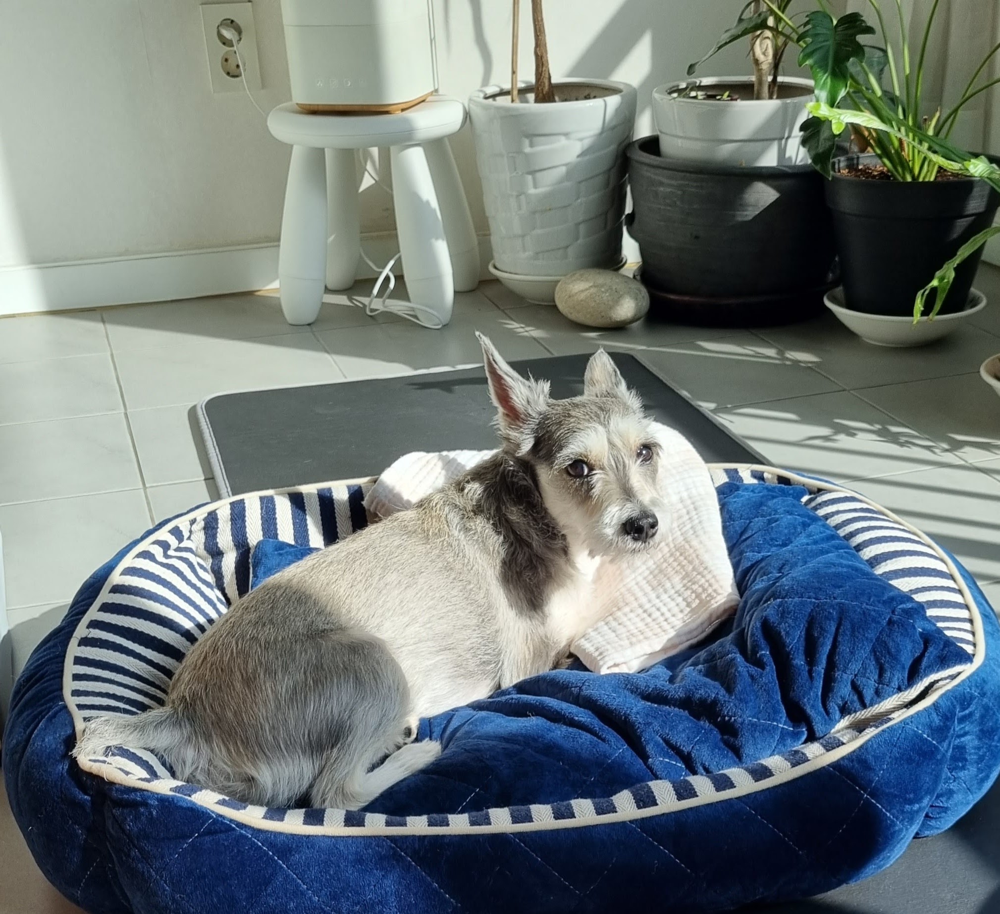 토리(긍정이) 입양 일개월