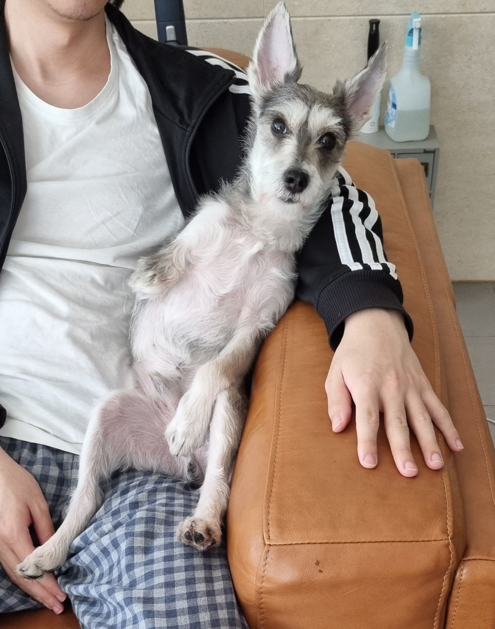 토리(긍정이) 입양 일개월