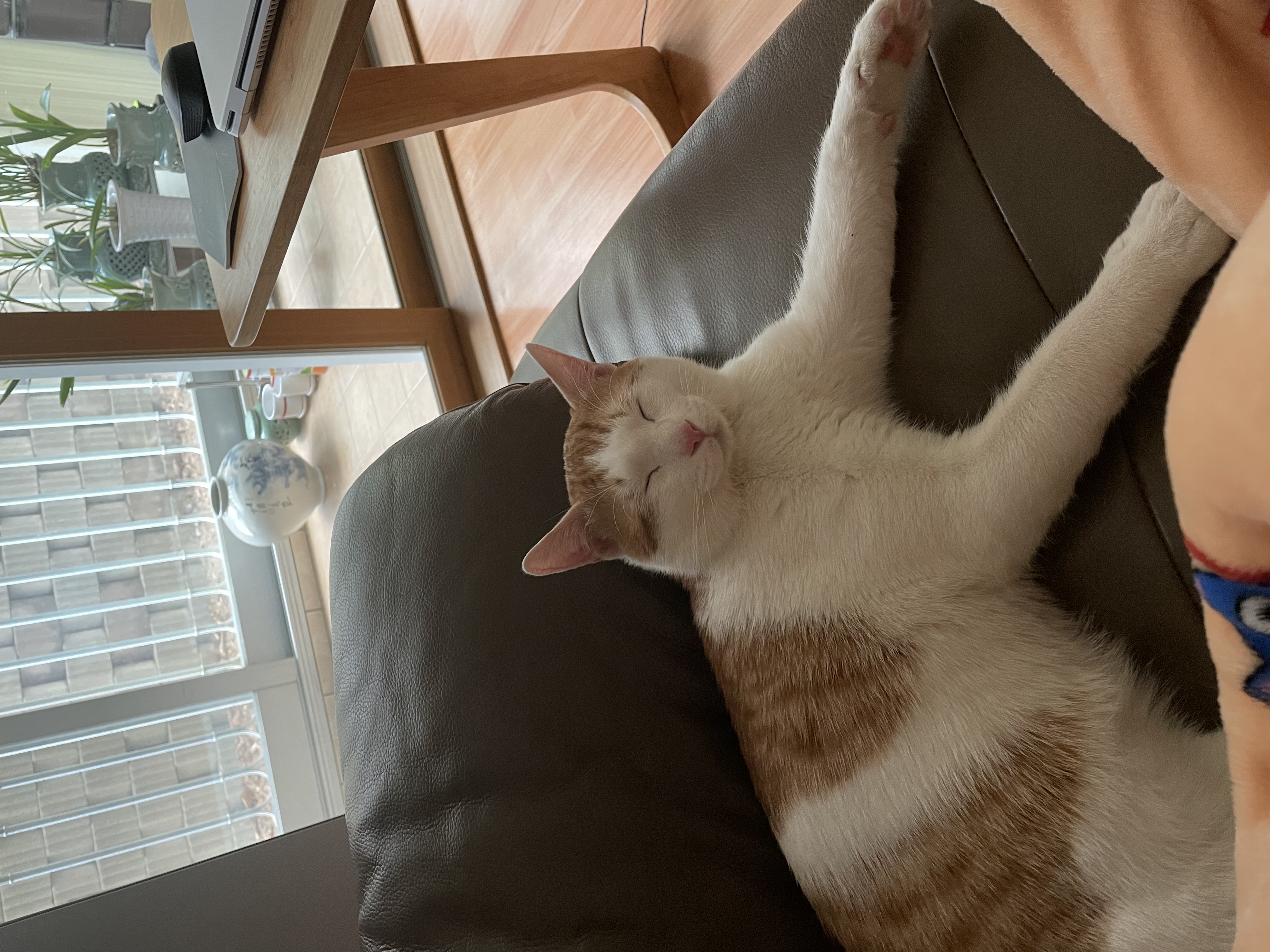 체다(꼬꼬) 일주일 차!