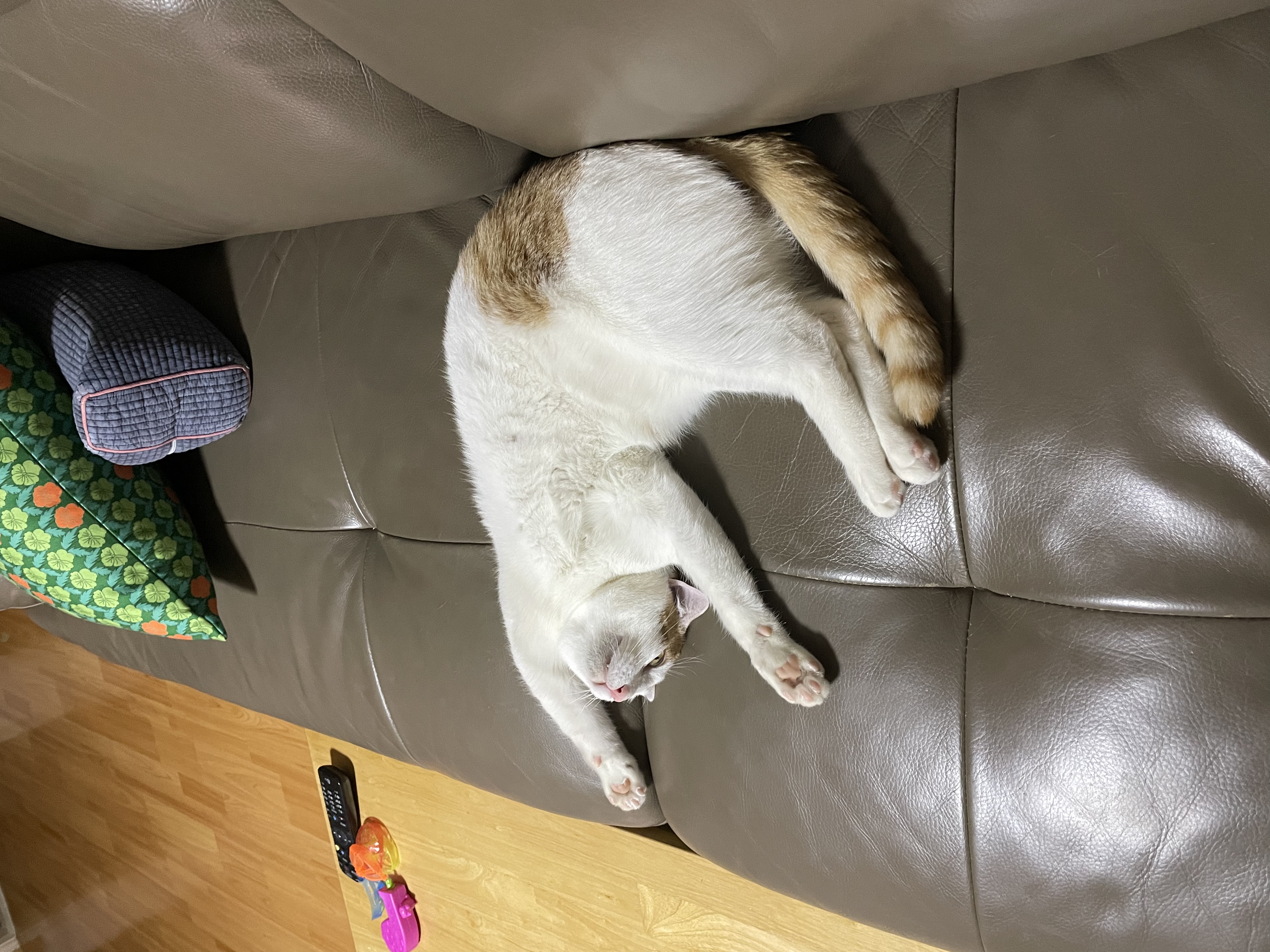 체다(꼬꼬) 일주일 차!