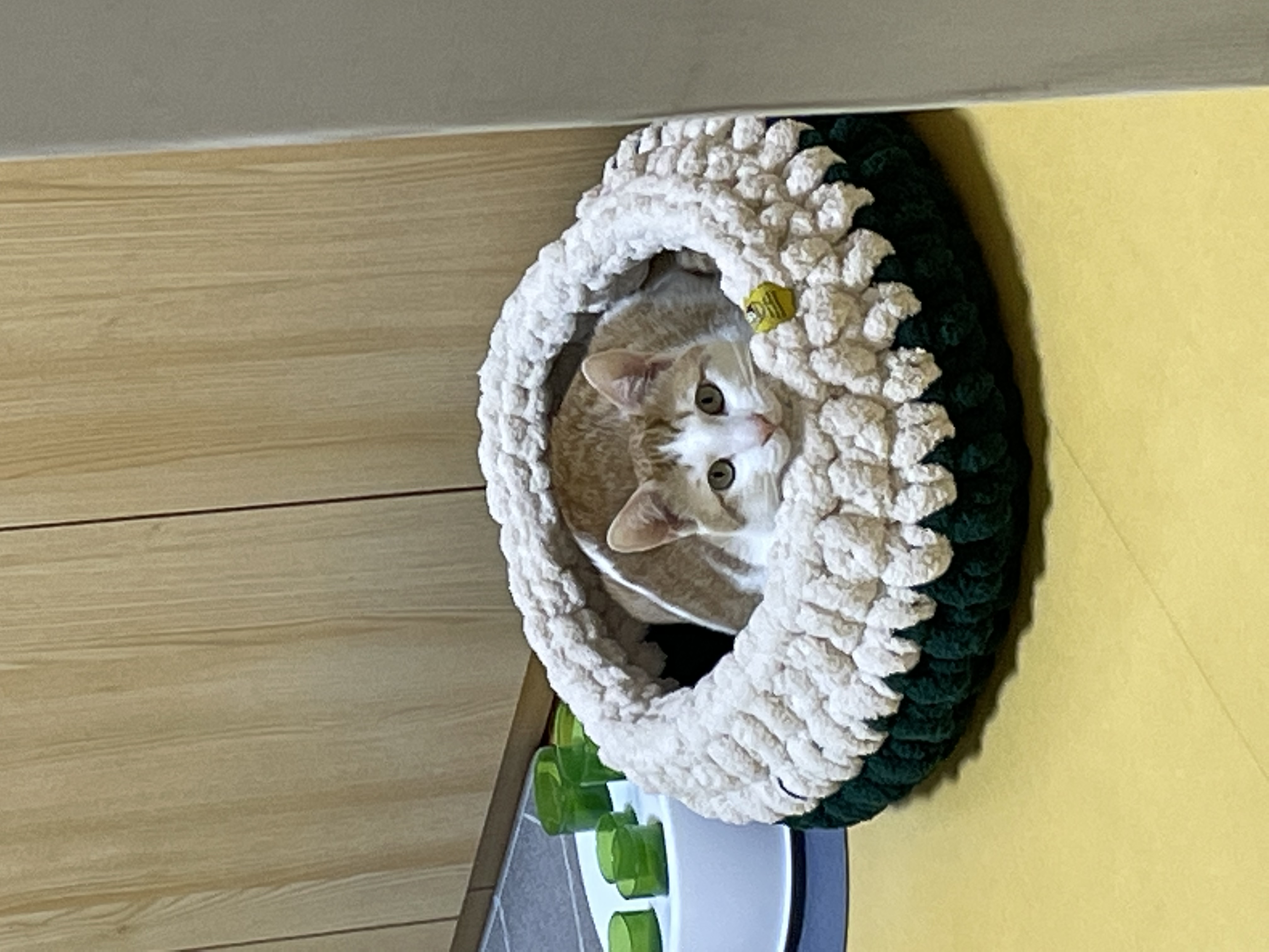 체다(꼬꼬) 일주일 차!