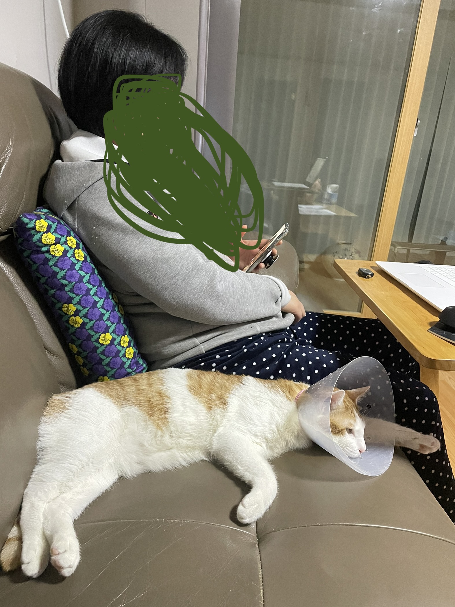 체다(꼬꼬) 일주일 차!