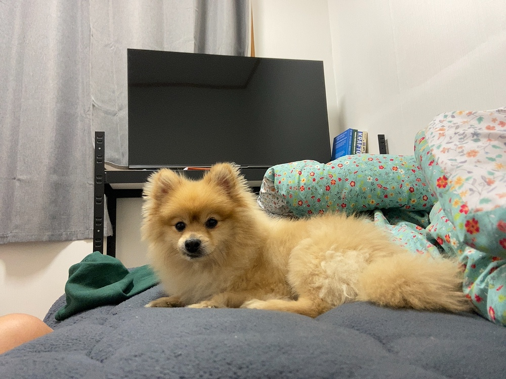 롤푸(더덕) 입양 후 1개월