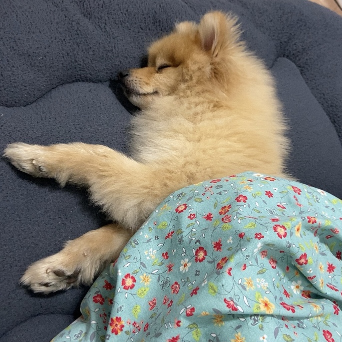 롤푸(더덕) 입양 후 1개월