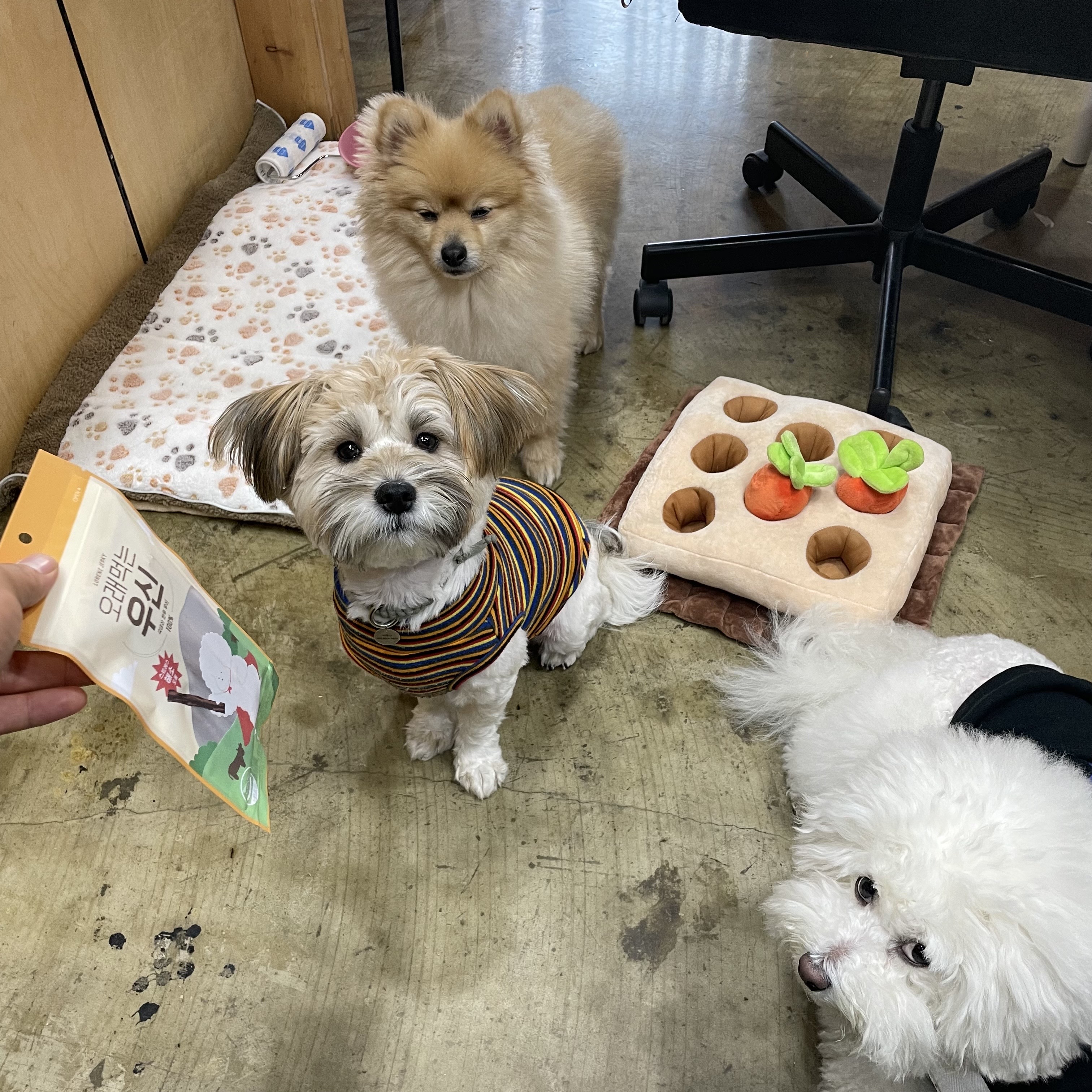 롤푸(더덕) 입양 후 1개월