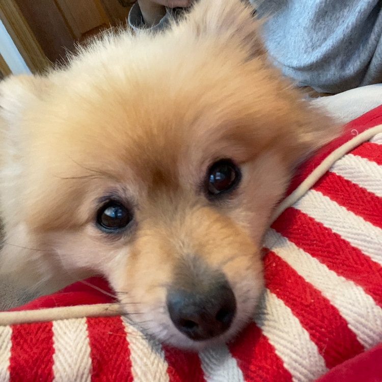 롤푸(더덕) 입양 후 1개월