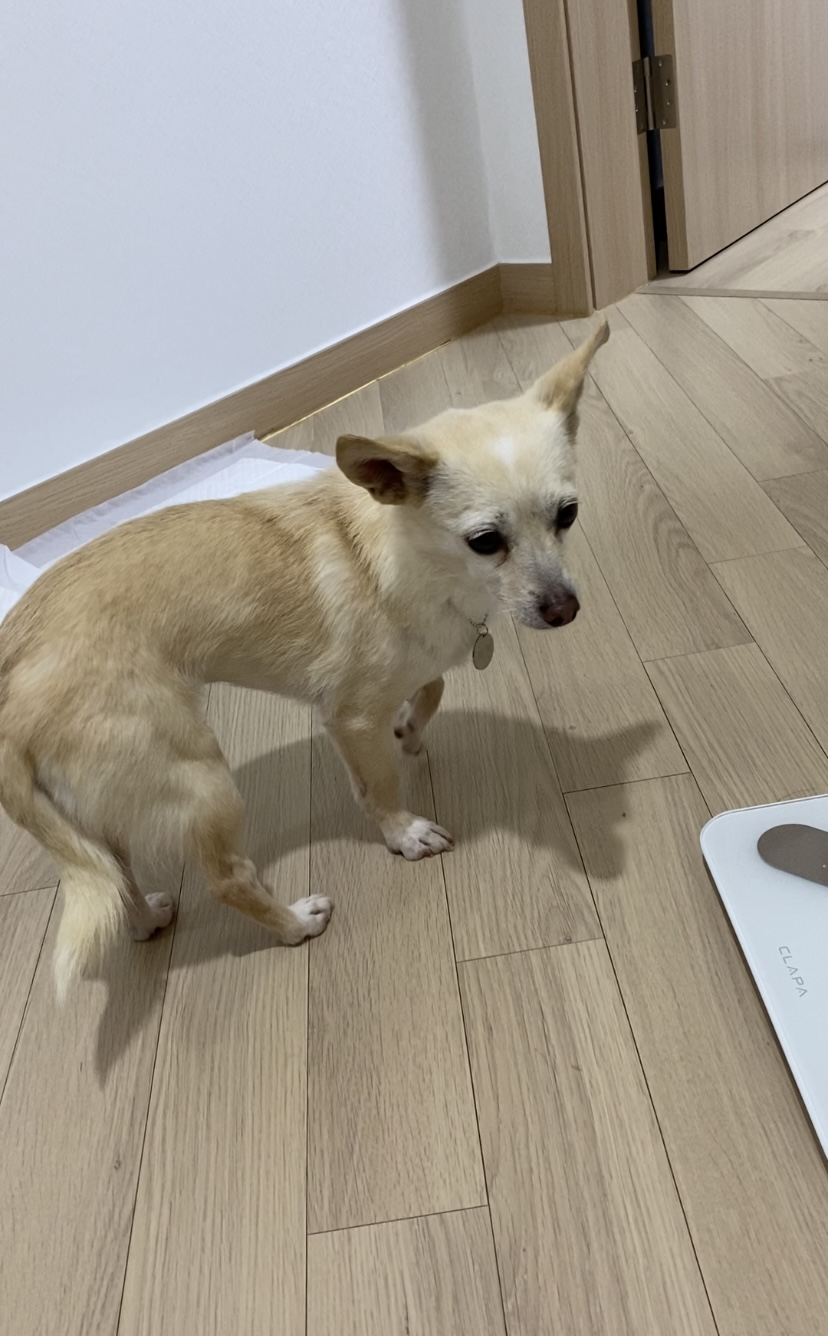 마야 임보 일주일