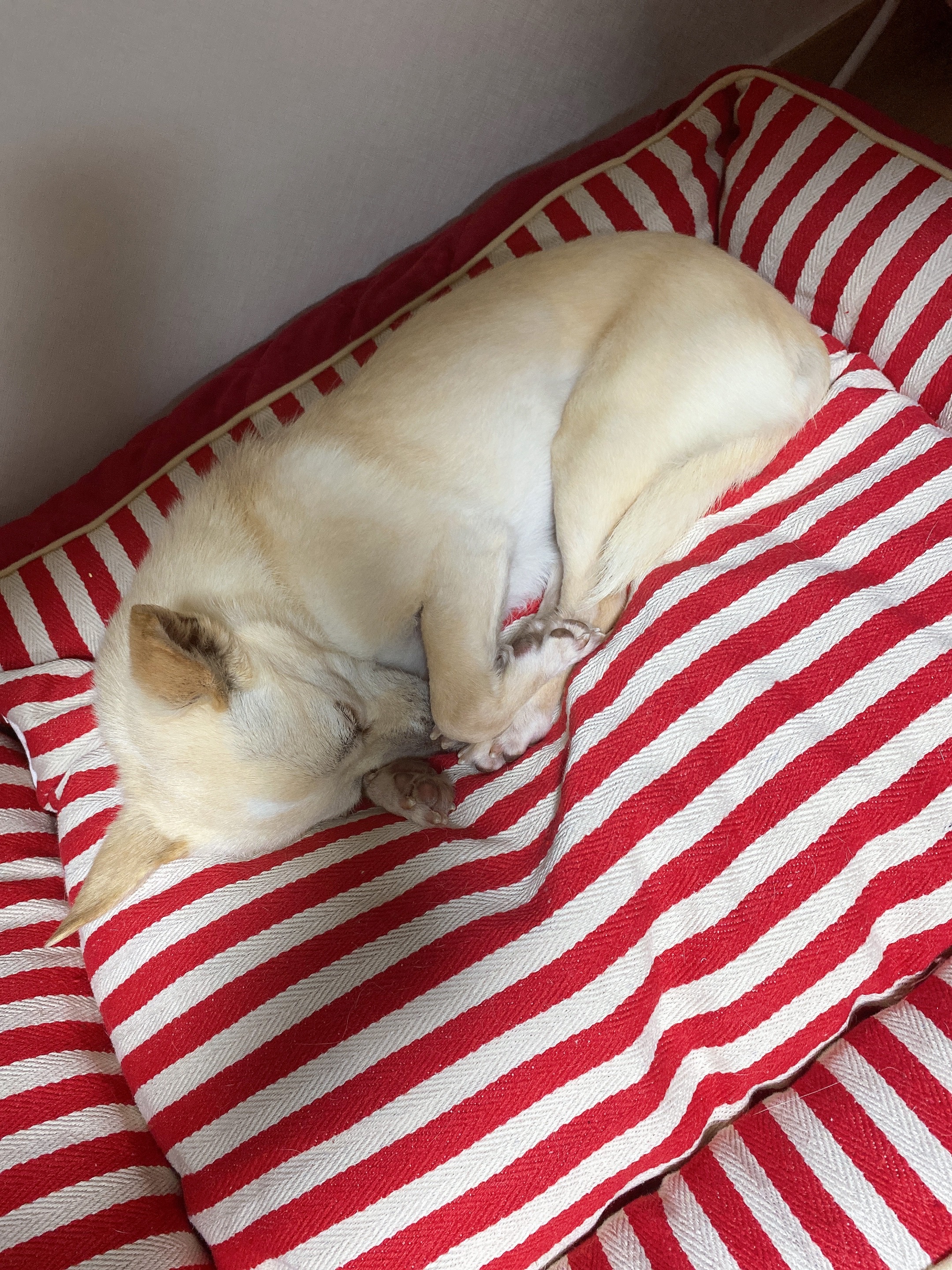 마야 임보 일주일