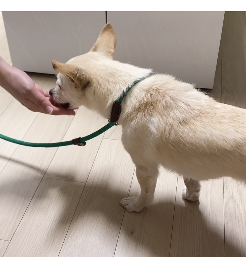 마야 임보 일주일