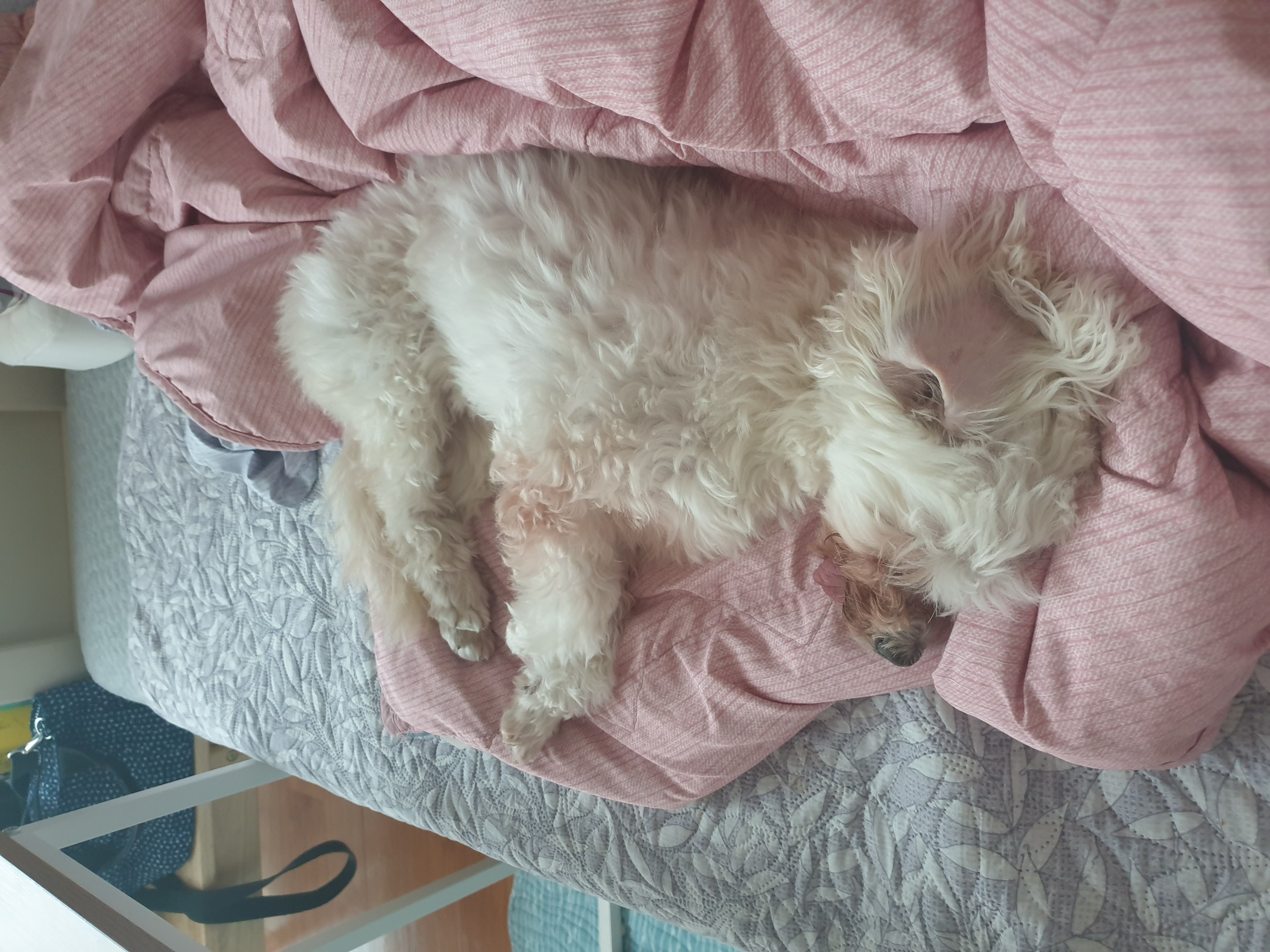 봉봉이와 함께 한지 1년이 되었네요^^