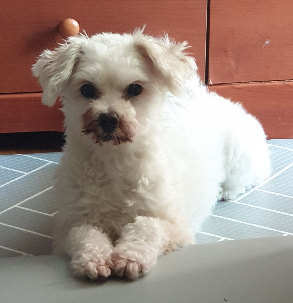 봉봉이와 함께 한지 1년이 되었네요^^