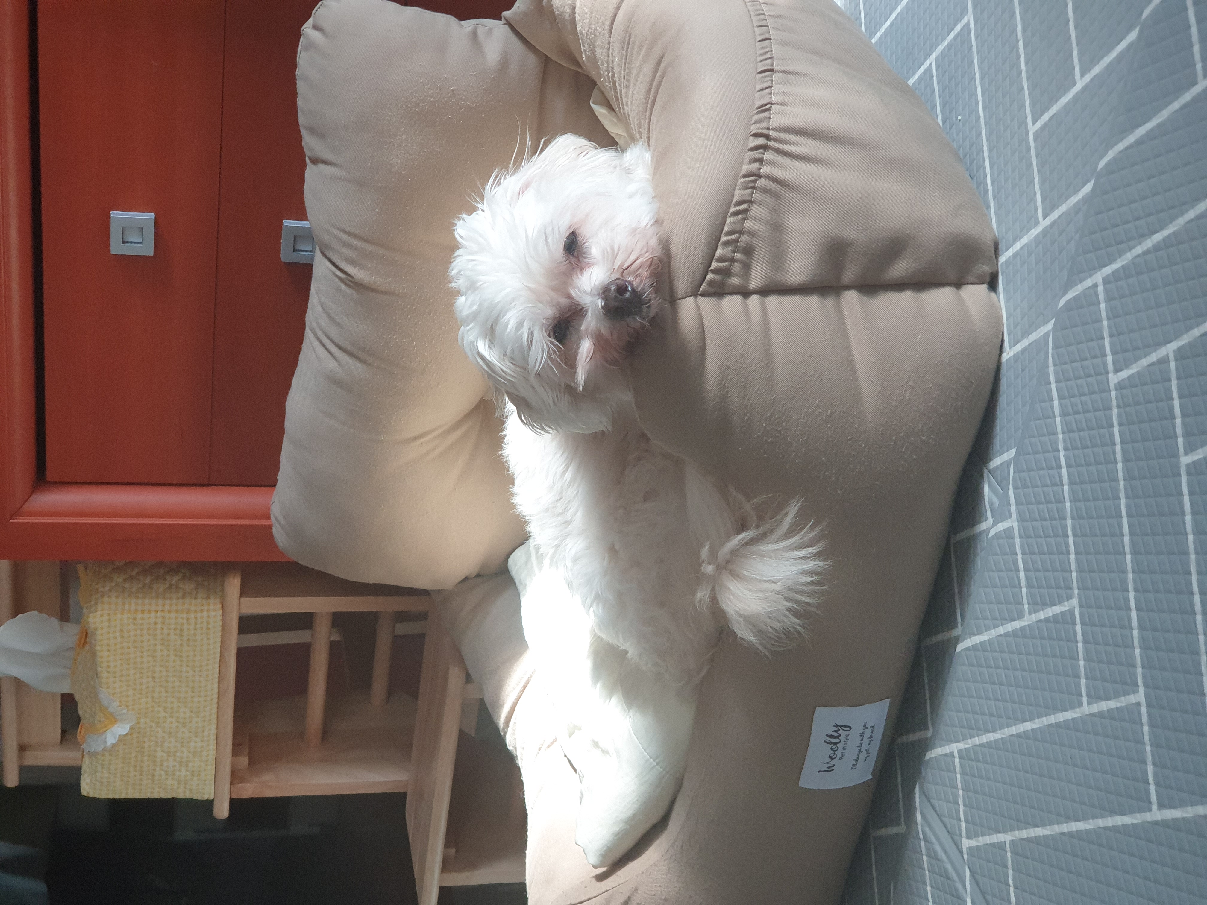 봉봉이와 함께 한지 1년이 되었네요^^