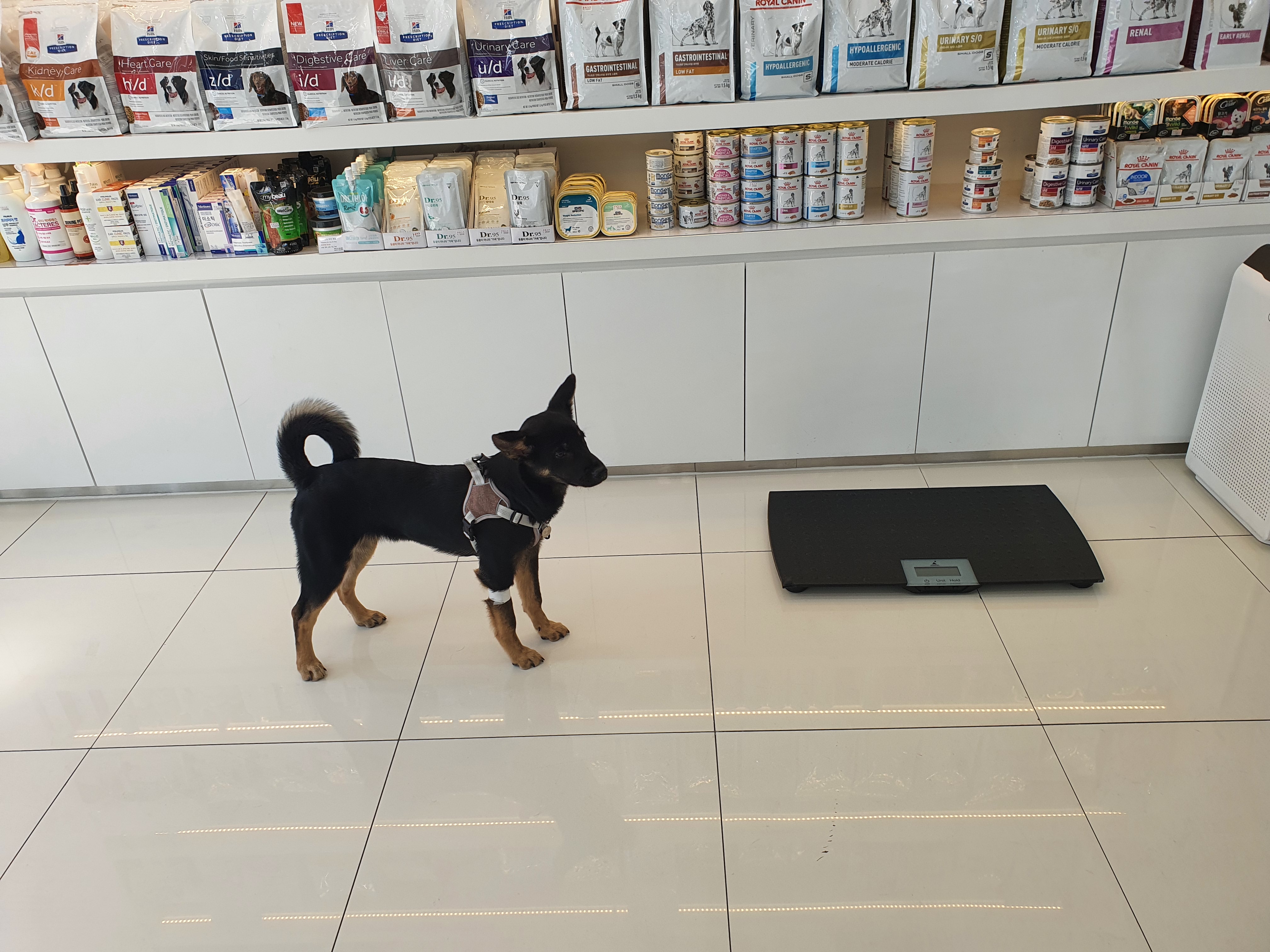 곰자(변경전)...콩이(변경후)의 현재의 모습입니다..