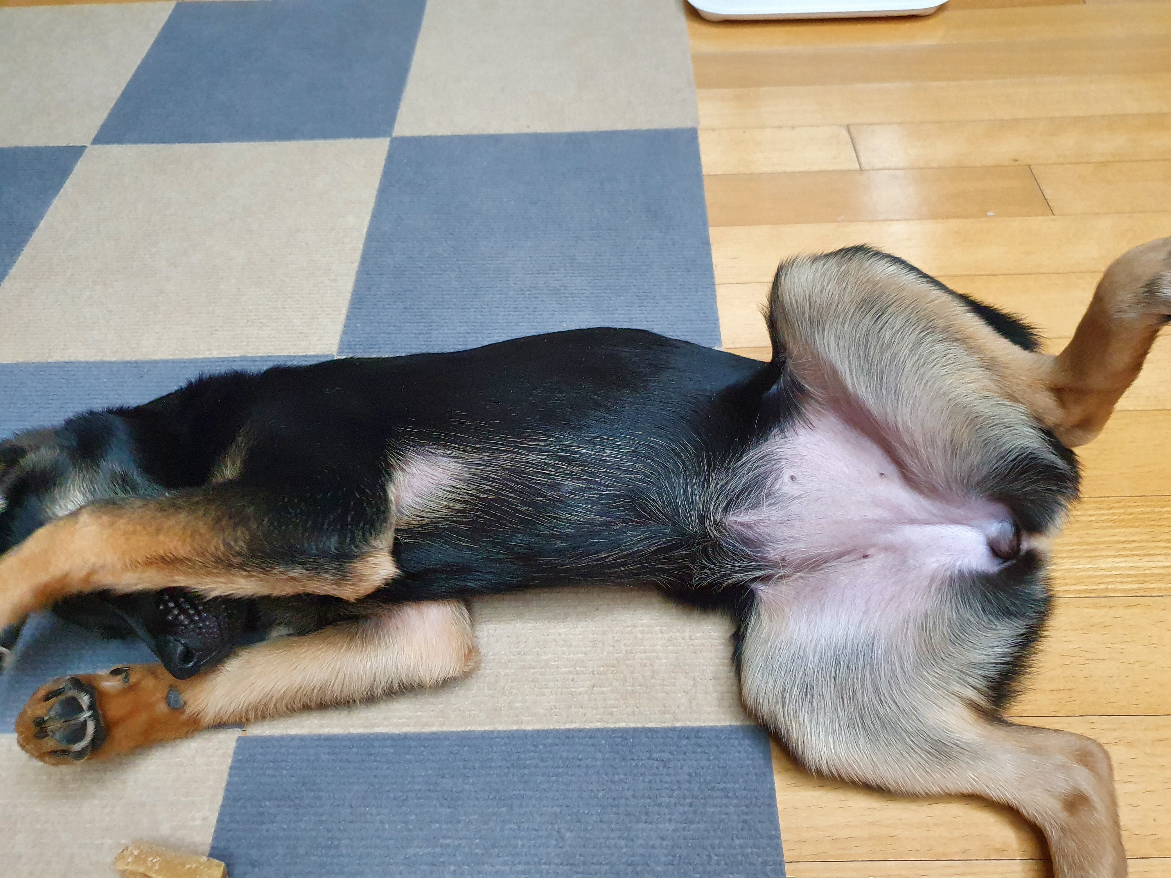 곰자(변경전)...콩이(변경후)의 현재의 모습입니다..