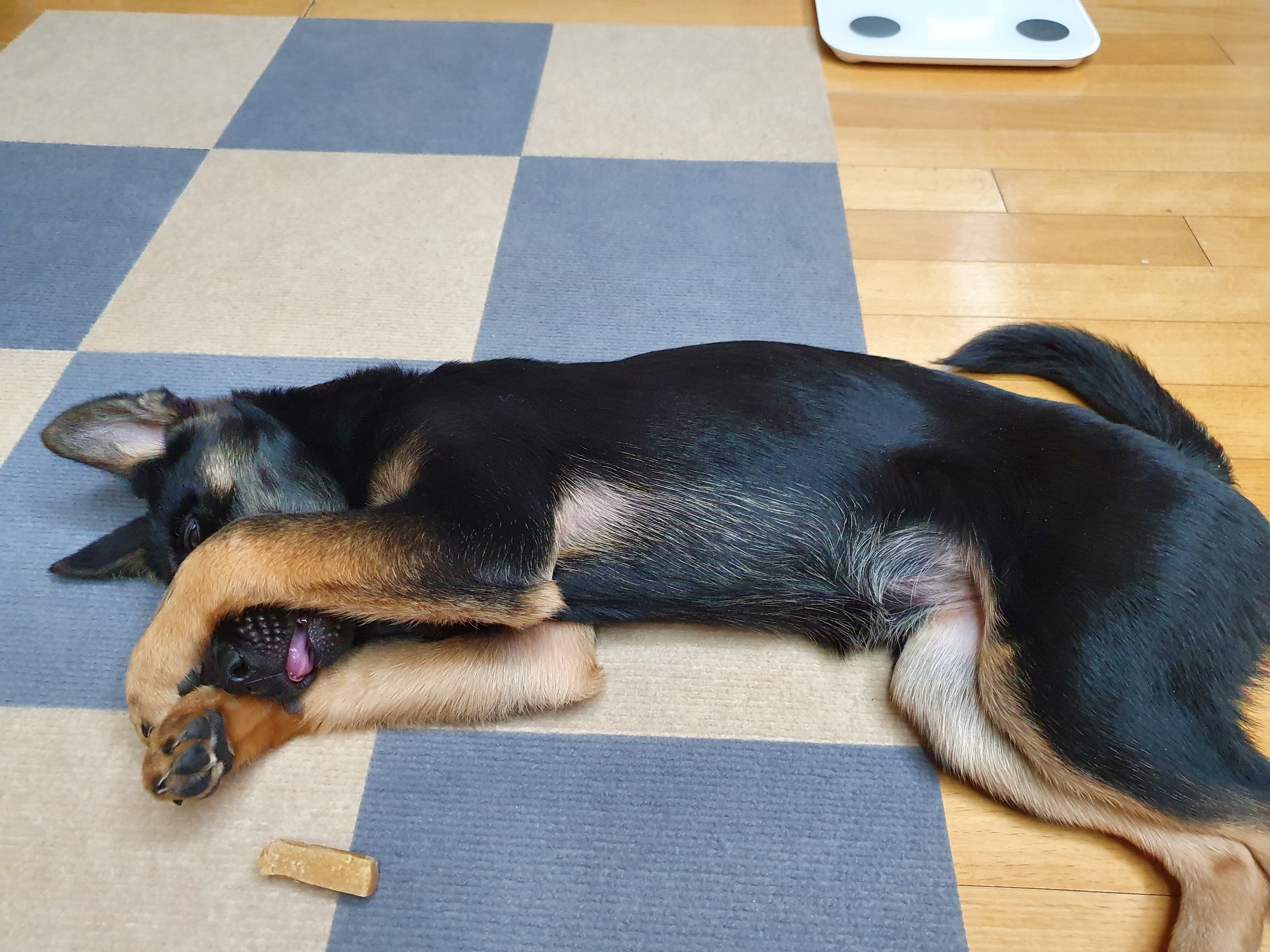 곰자(변경전)...콩이(변경후)의 현재의 모습입니다..