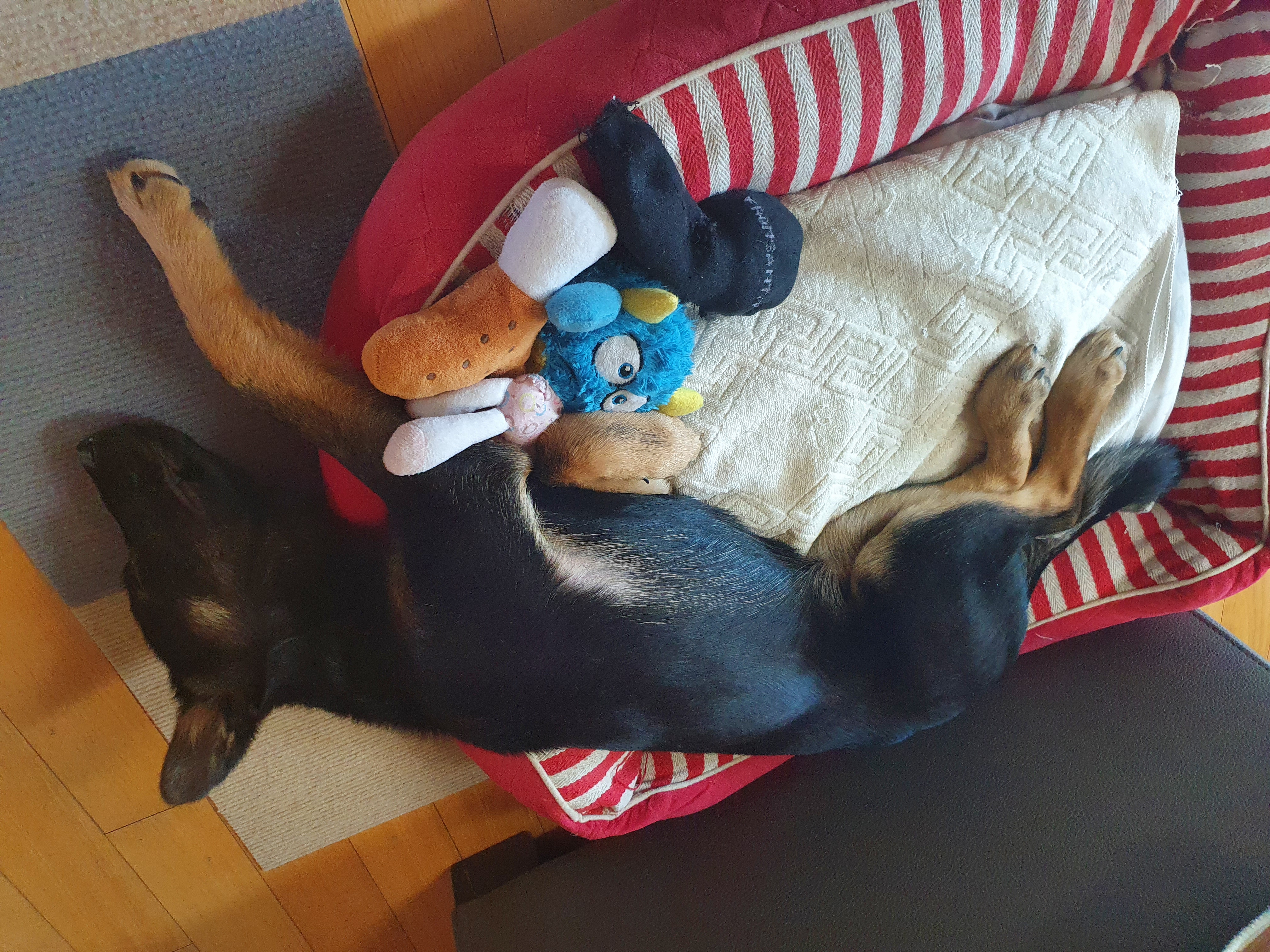 곰자(변경전)...콩이(변경후)의 현재의 모습입니다..