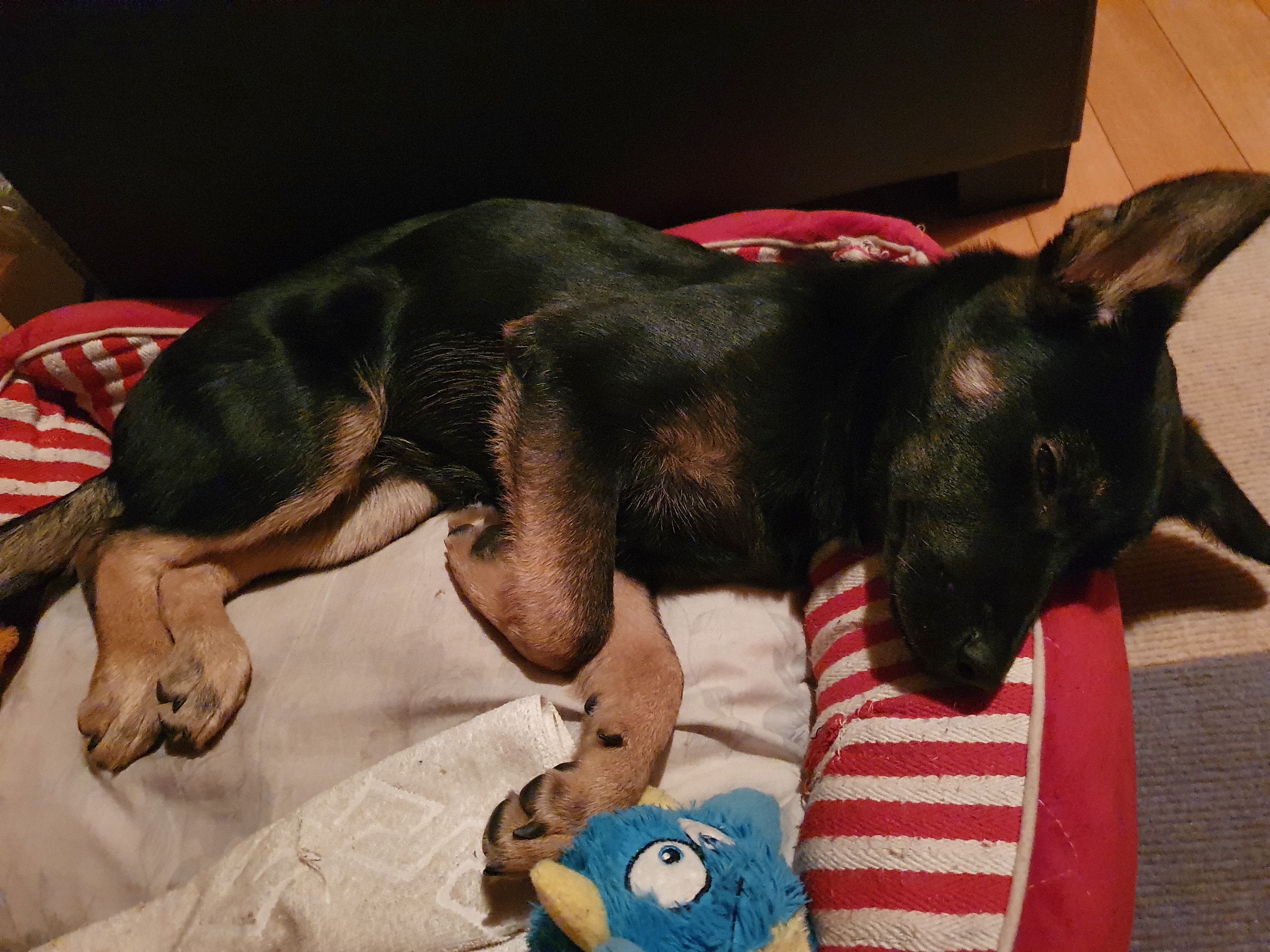 곰자(변경전)...콩이(변경후)의 현재의 모습입니다..