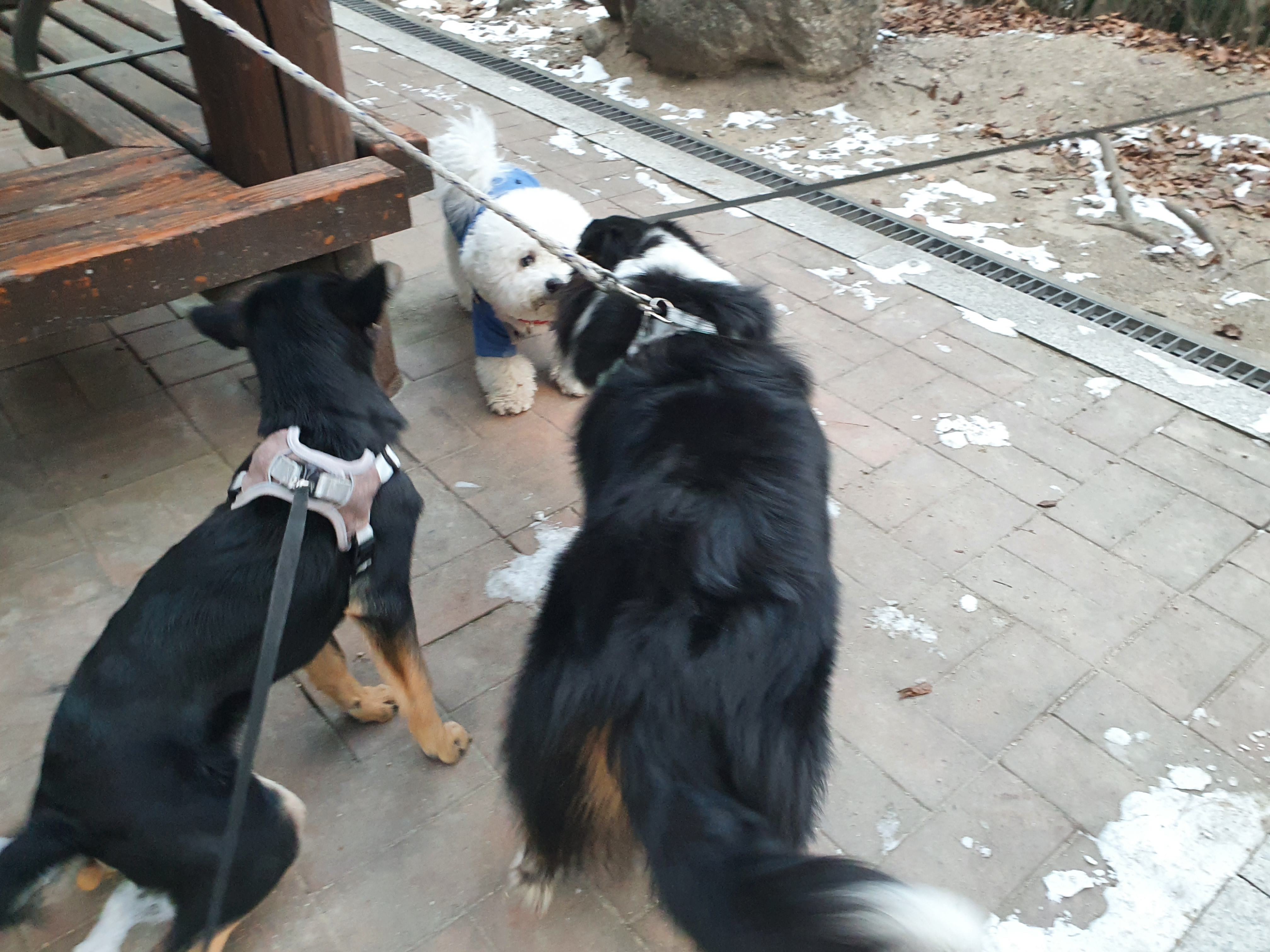 곰자(변경전)...콩이(변경후)의 현재의 모습입니다..