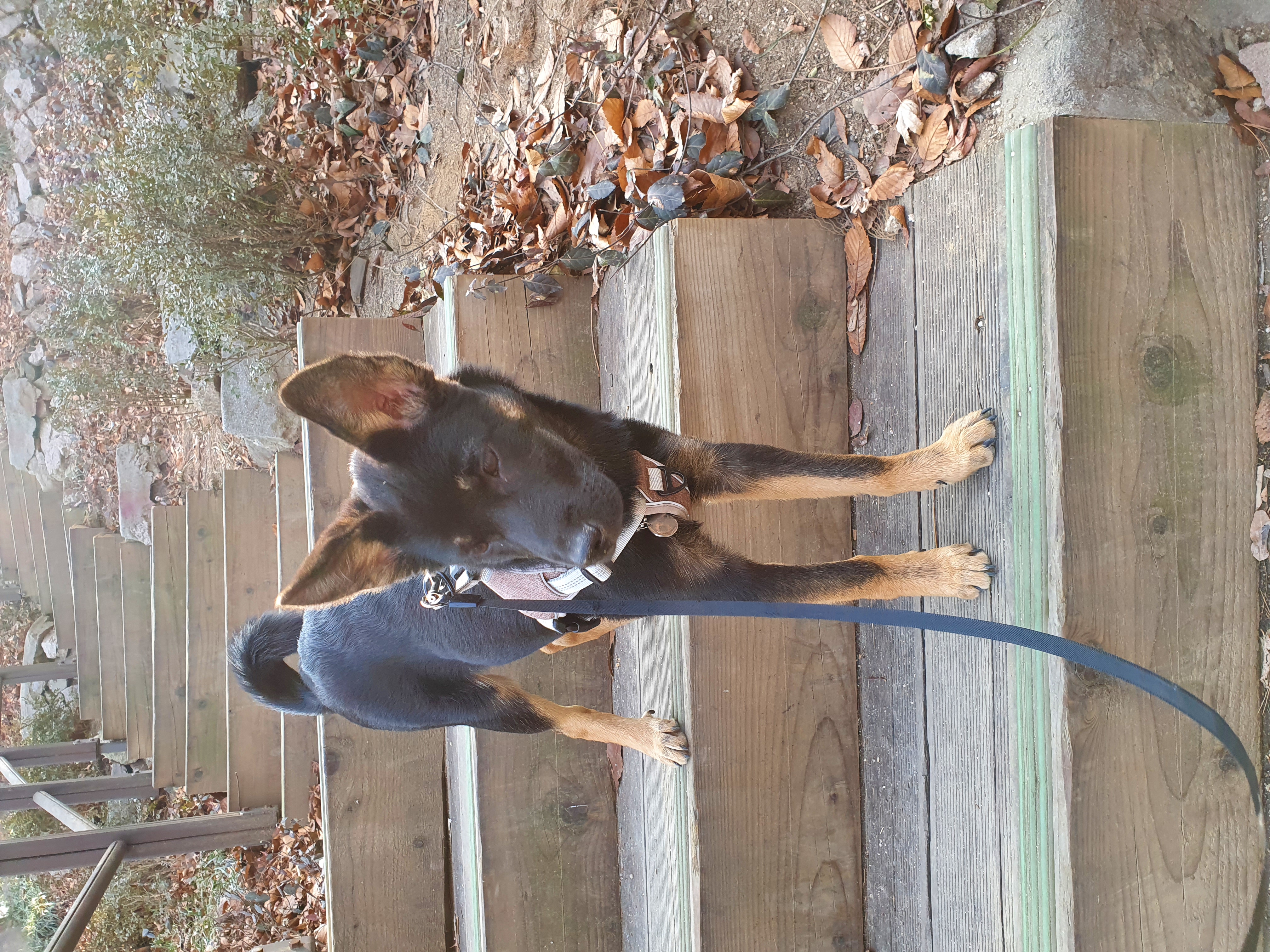 곰자(변경전)...콩이(변경후)의 현재의 모습입니다..