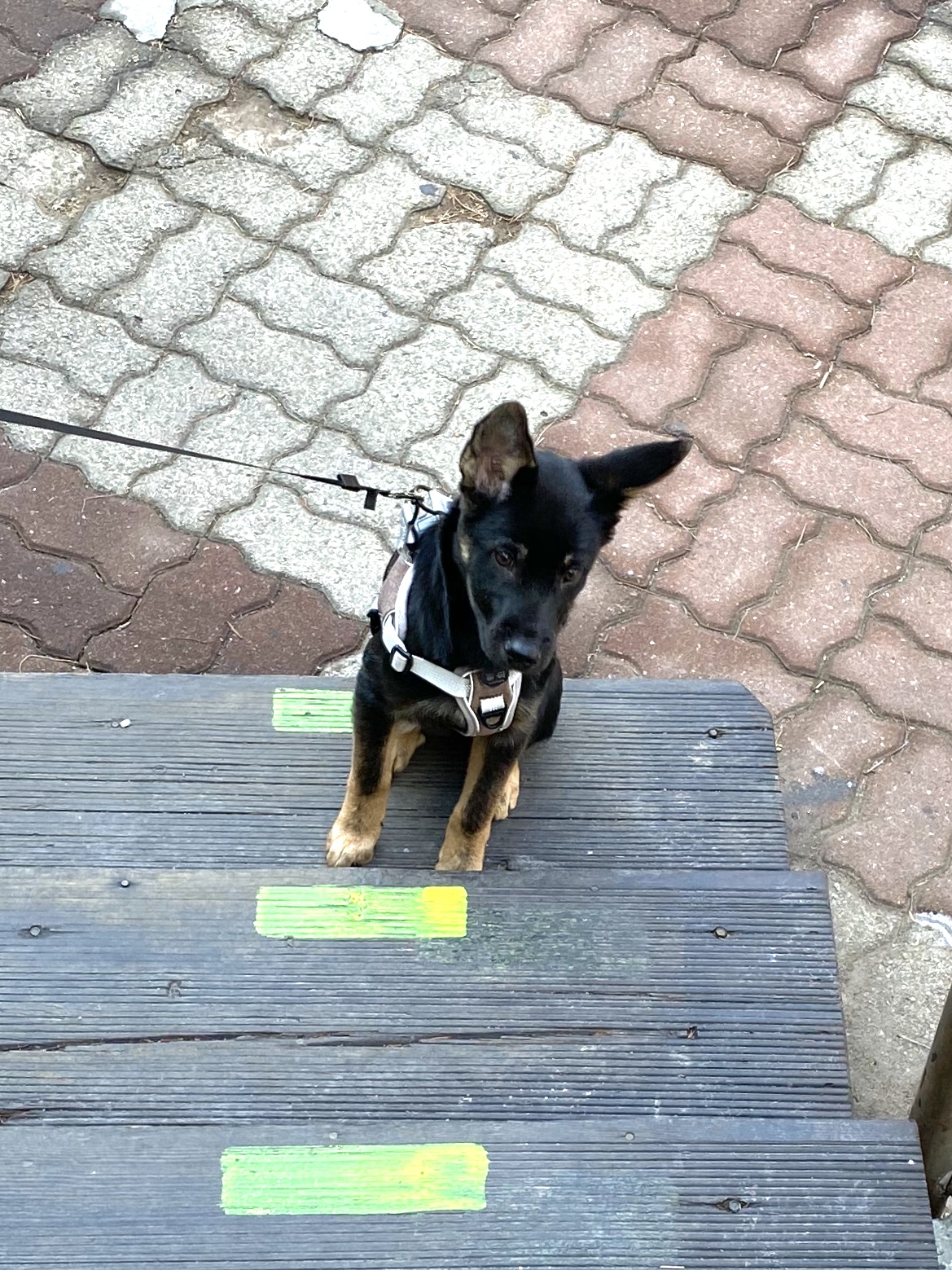 곰자(변경전)...콩이(변경후)의 현재의 모습입니다..