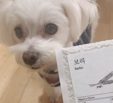 루크 (새이름: 보리) 열 번째 입양 후기입니다 (벌써 6년 넘었네요)