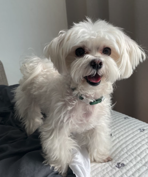 루크 (새이름: 보리) 열 번째 입양 후기입니다 (벌써 6년 넘었네요)