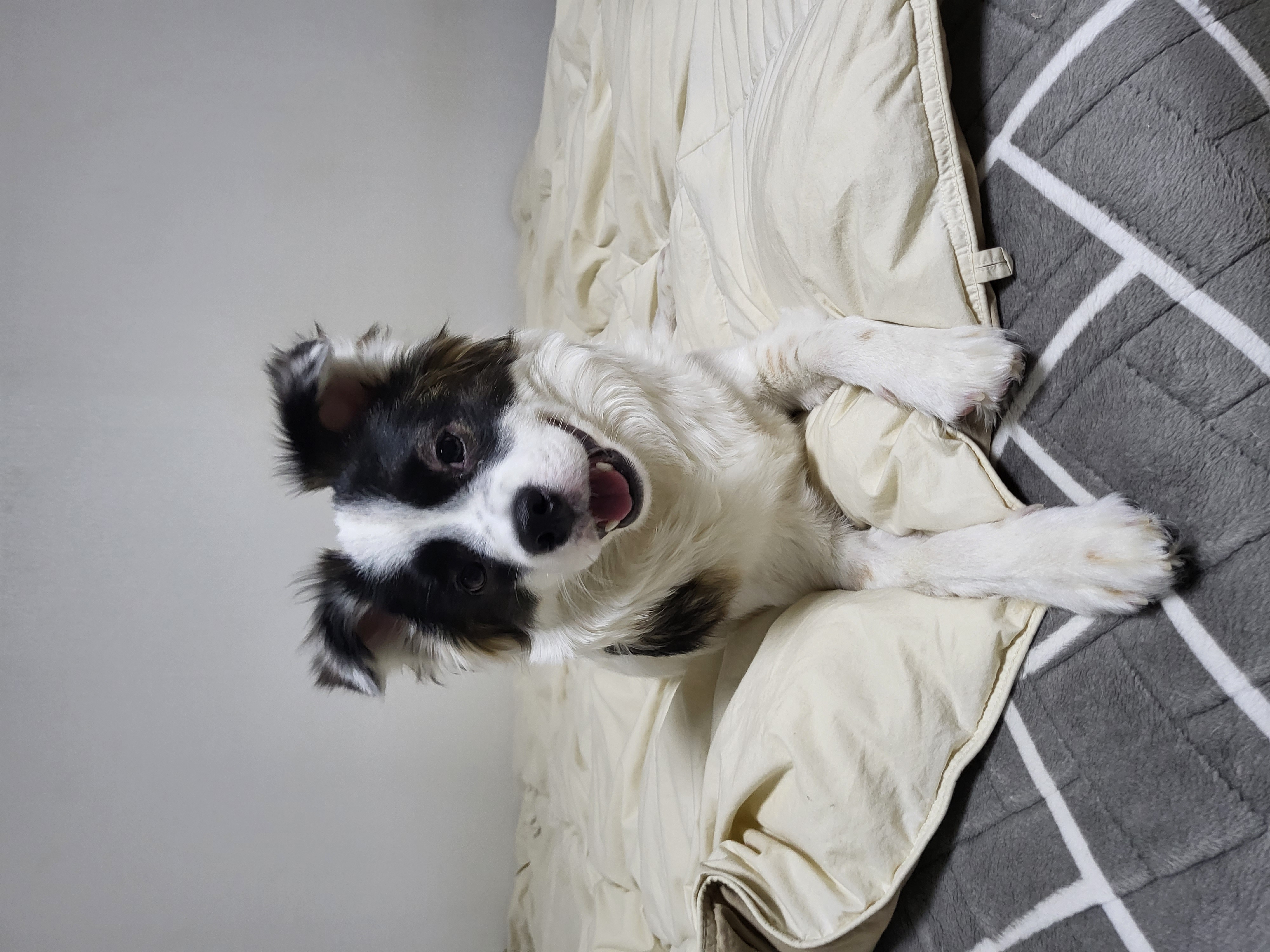 레오 (오래) 입양후기~