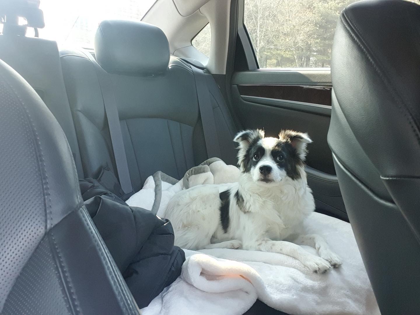 레오 (오래) 입양후기~