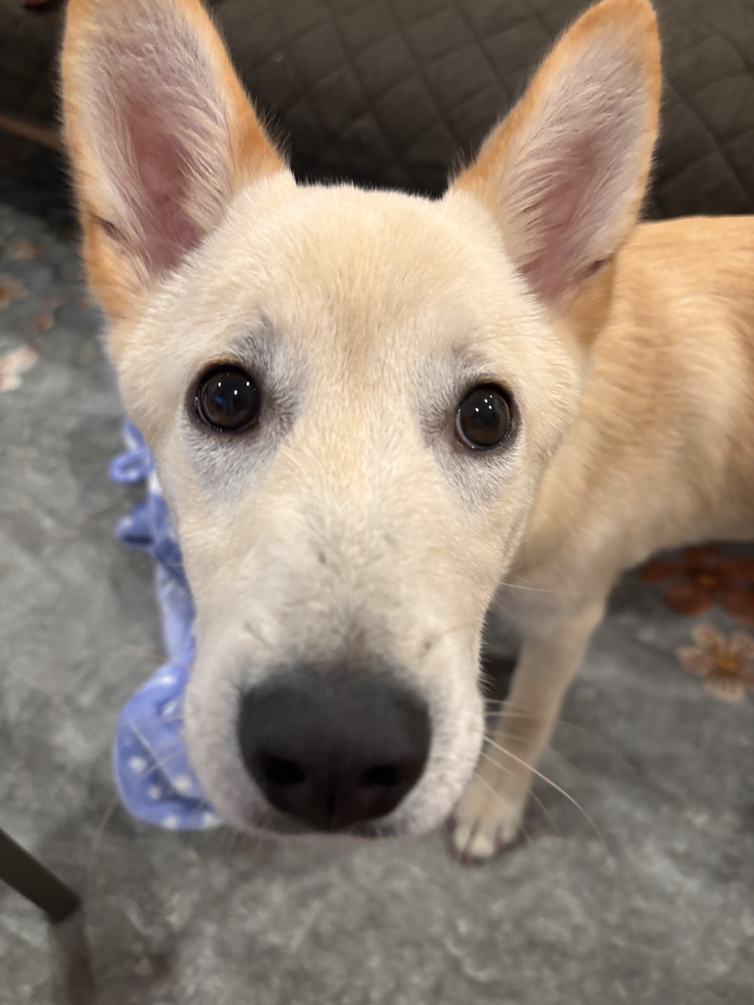 [해외입양] 미국 워싱턴에서 가족을 만난 '영돌이'