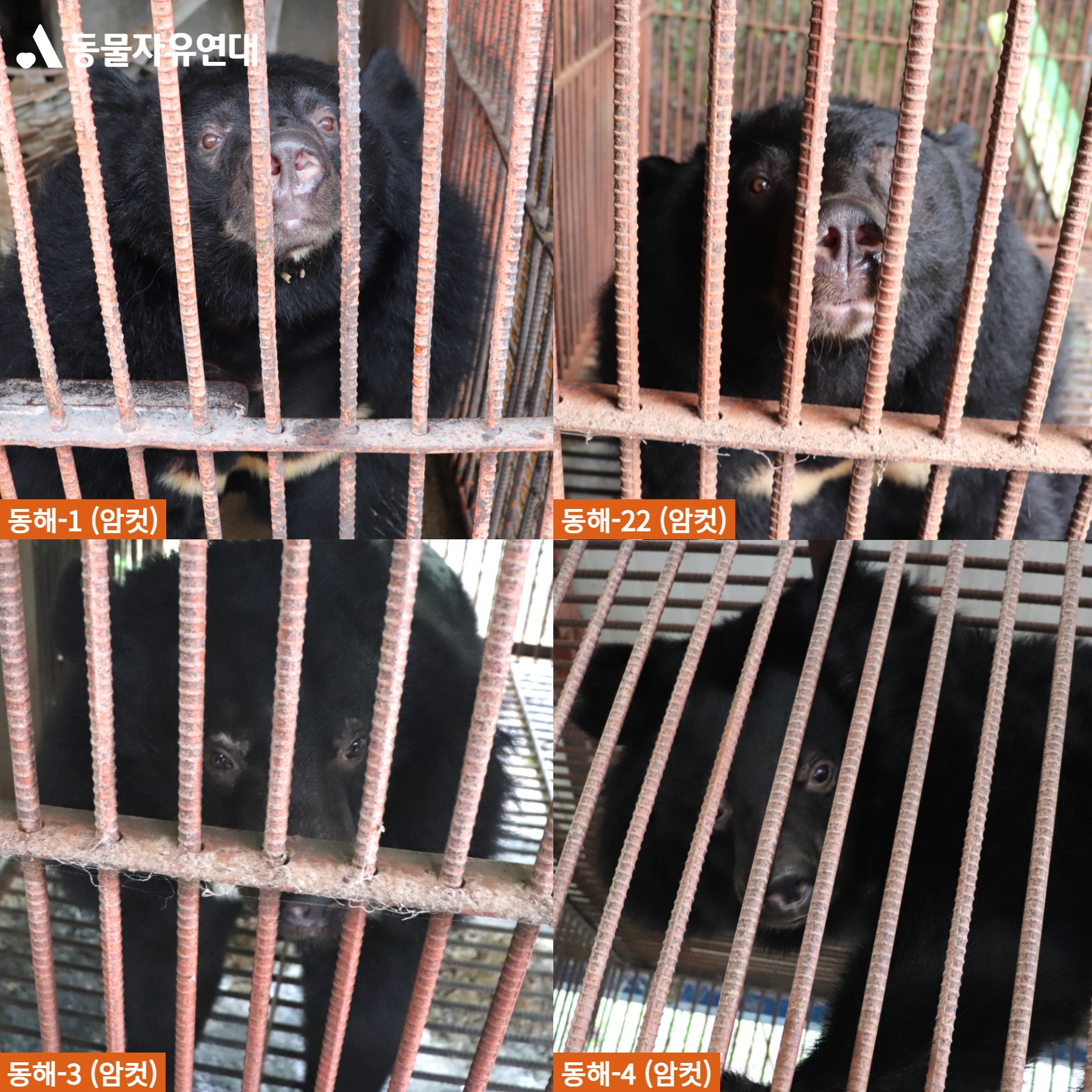 미국 생츄어리로 떠날 동해 사육곰 22마리에게 이름을 지어주세요!