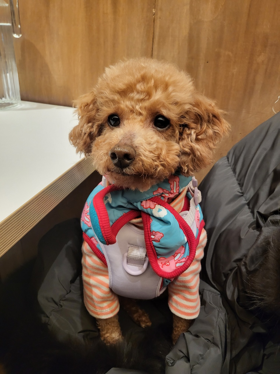 도순이(푸딩이) 입양 1달넘은 후기~