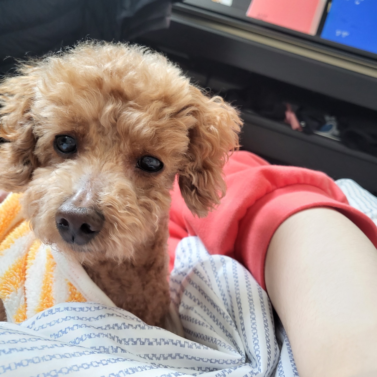 도순이(푸딩이) 입양 1달넘은 후기~